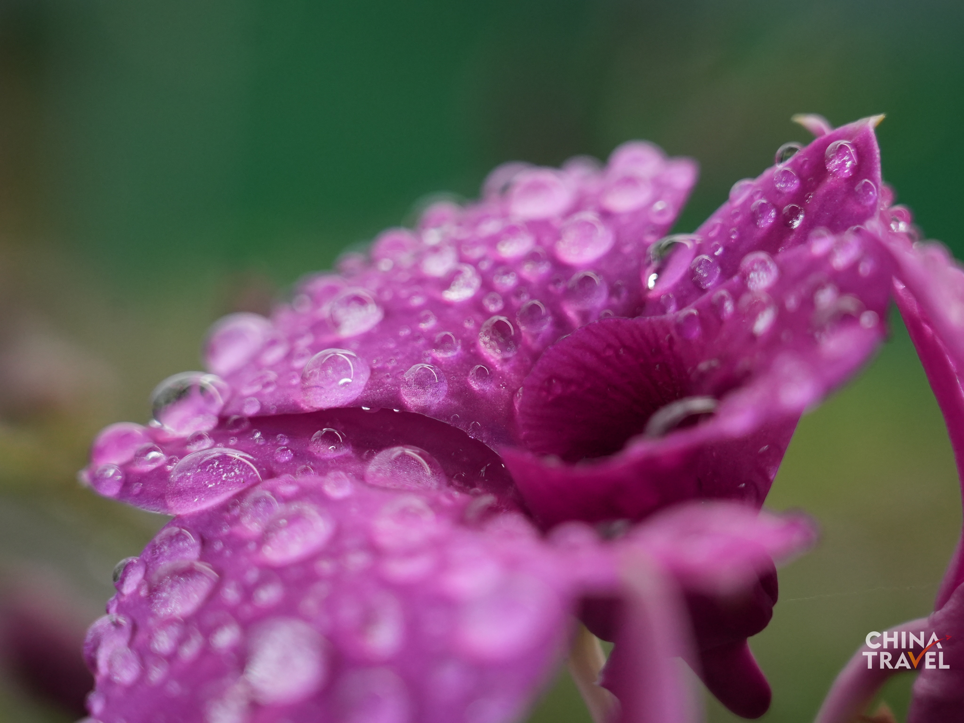 Lemei Village Orchid Planting Base /CGTN