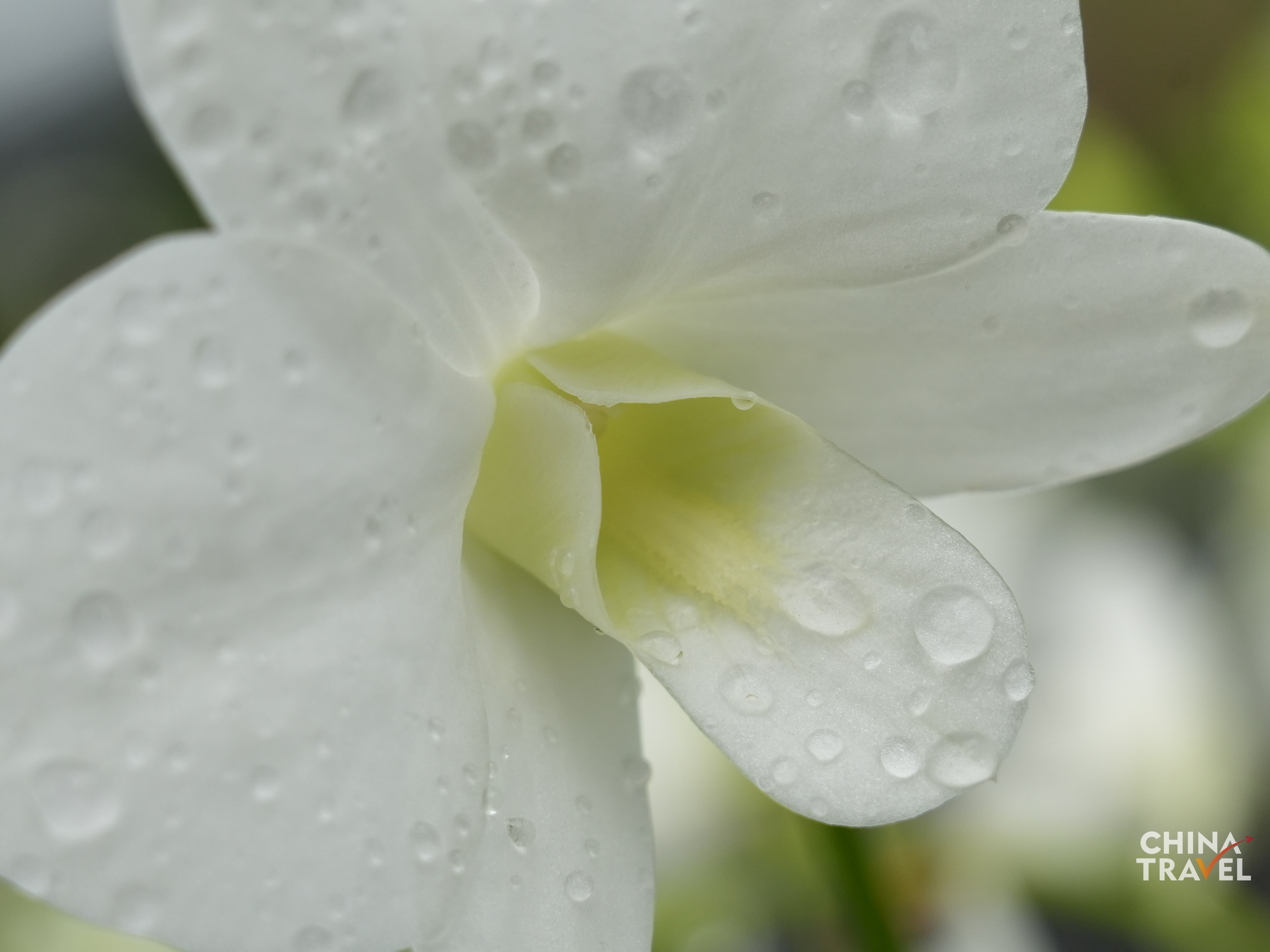 Lemei Village Orchid Planting Base /CGTN