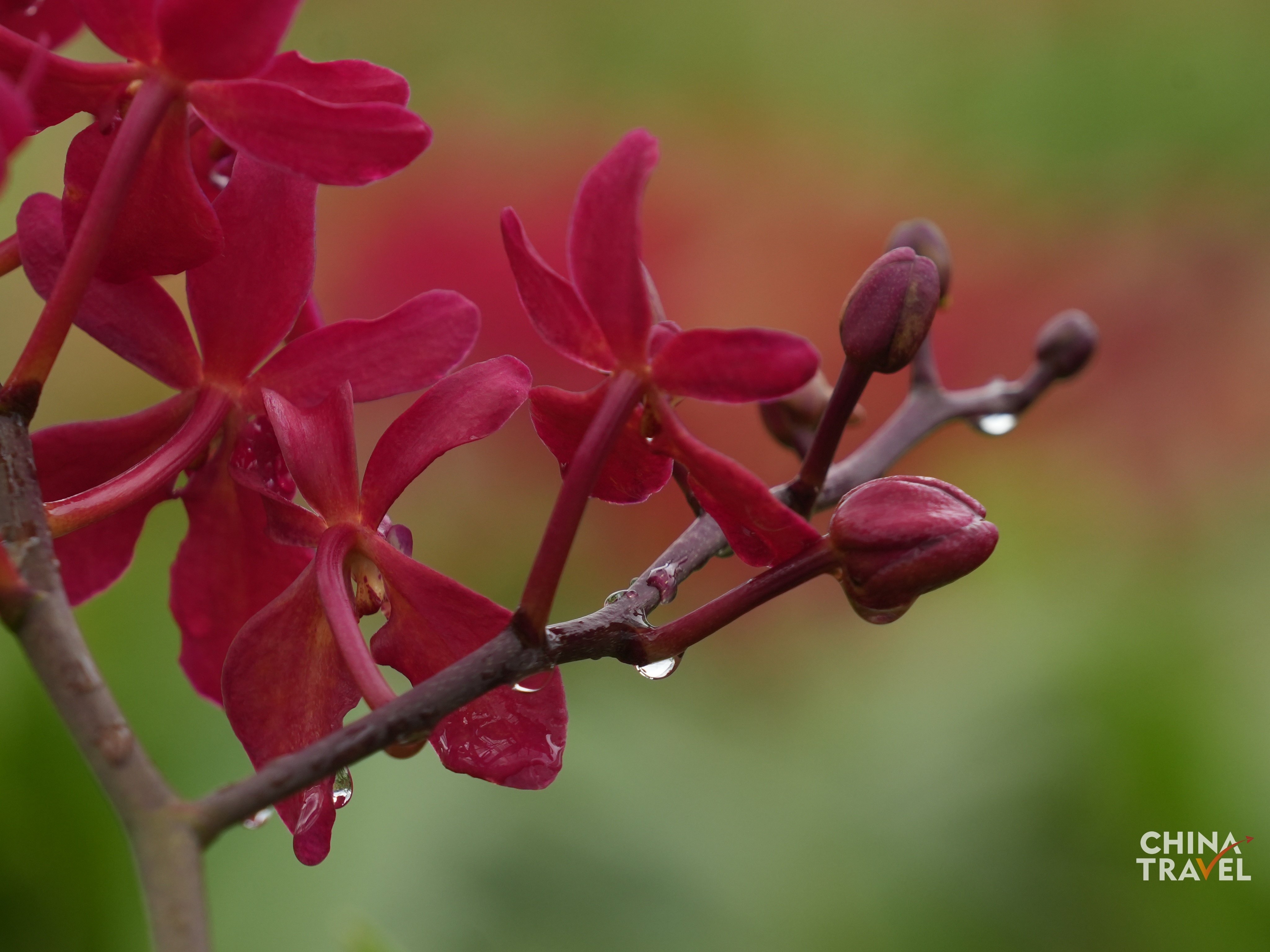 Lemei Village Orchid Planting Base /CGTN