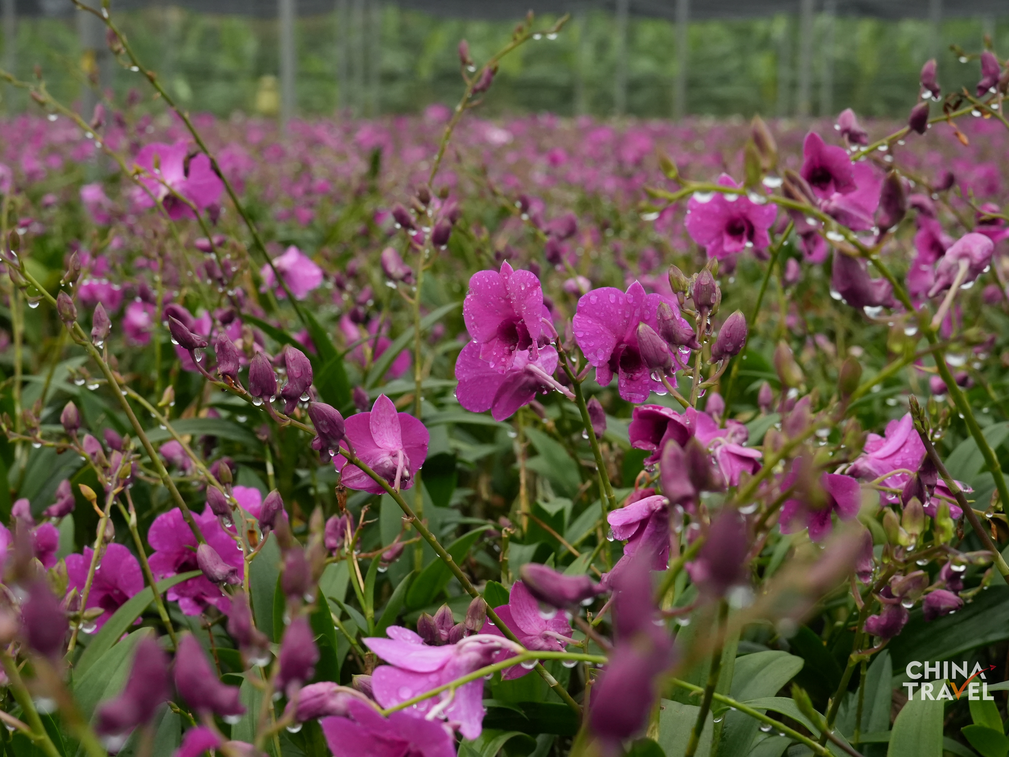 Lemei Village Orchid Planting Base /CGTN