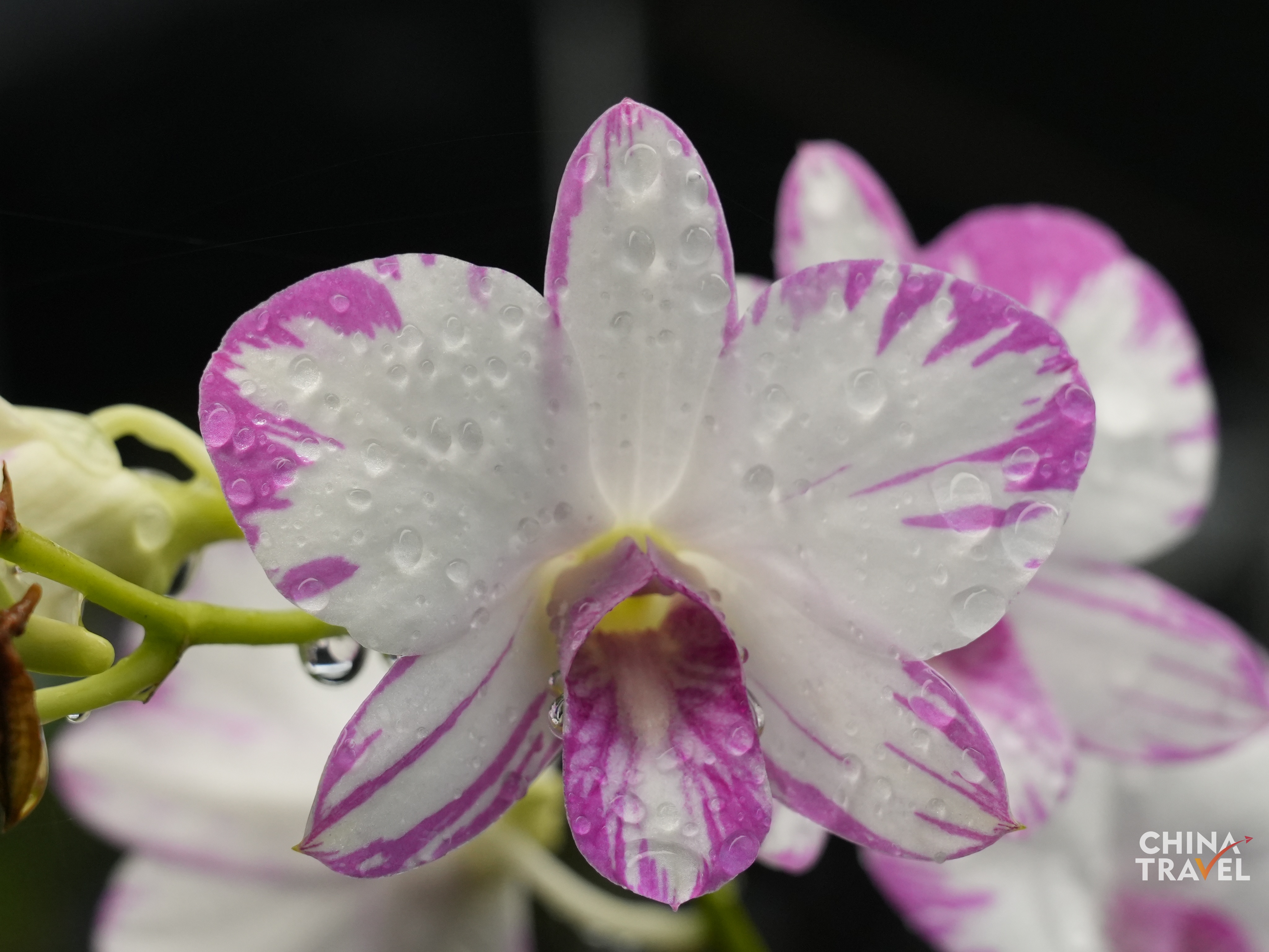 Lemei Village Orchid Planting Base /CGTN