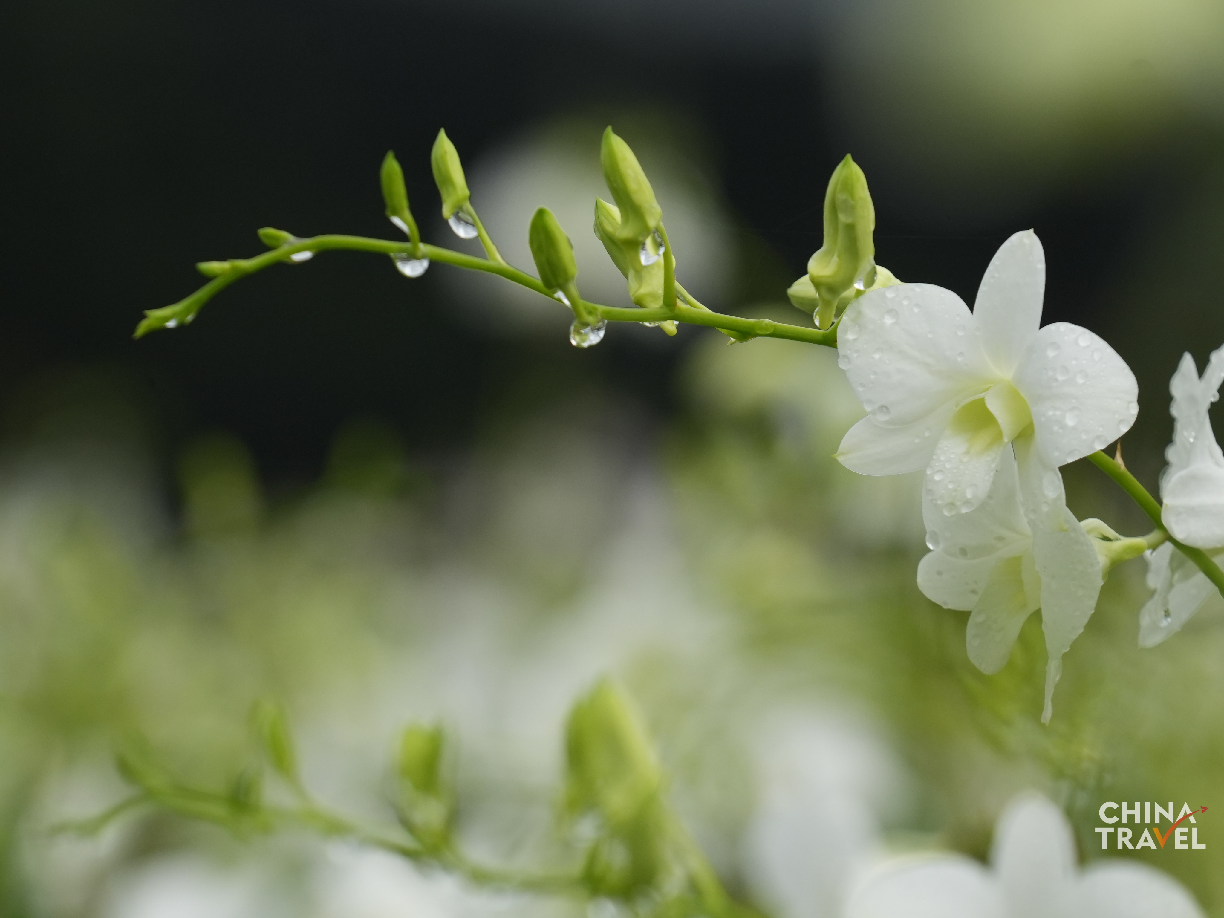Lemei Village Orchid Planting Base /CGTN