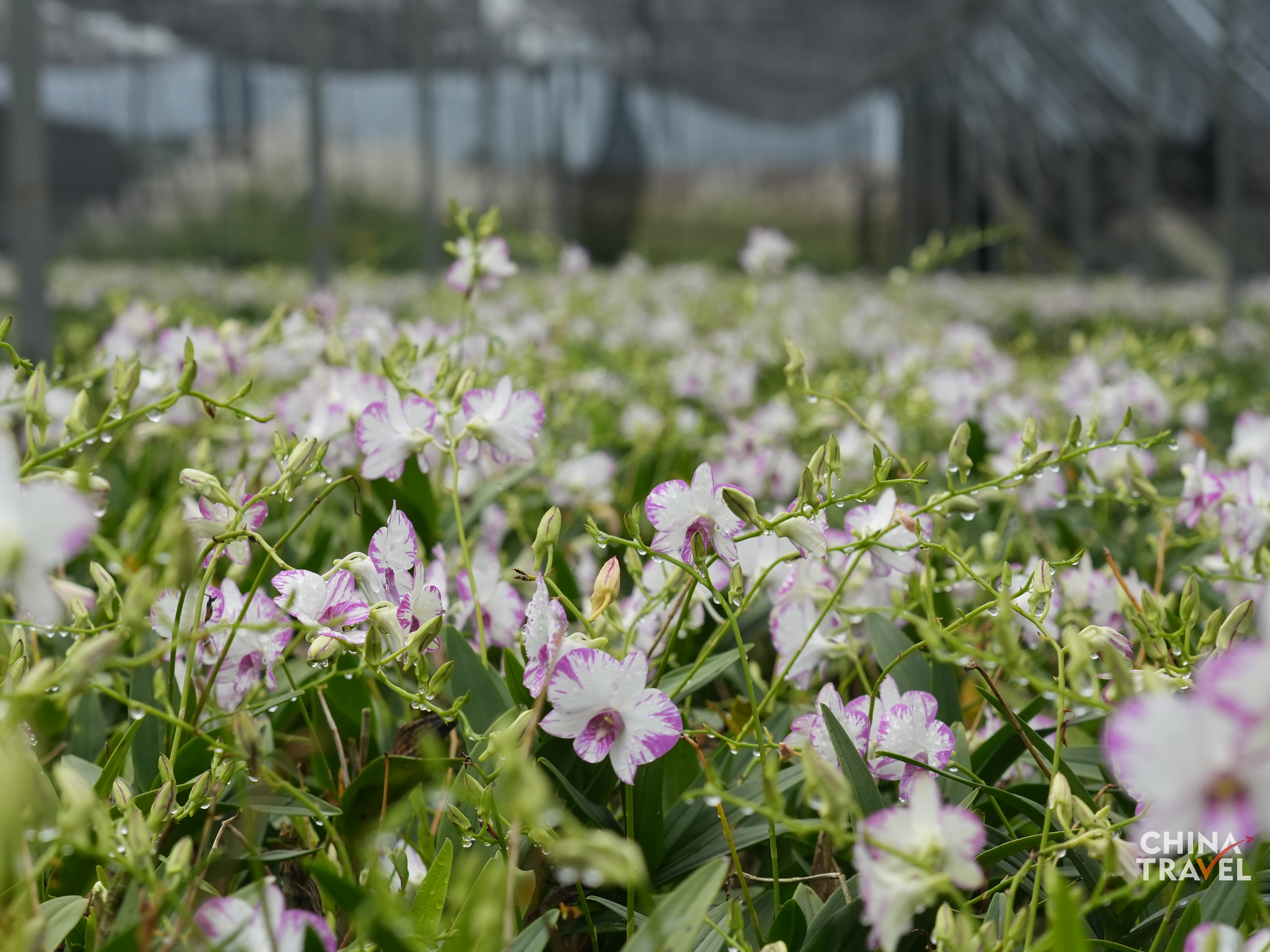 Lemei Village Orchid Planting Base /CGTN