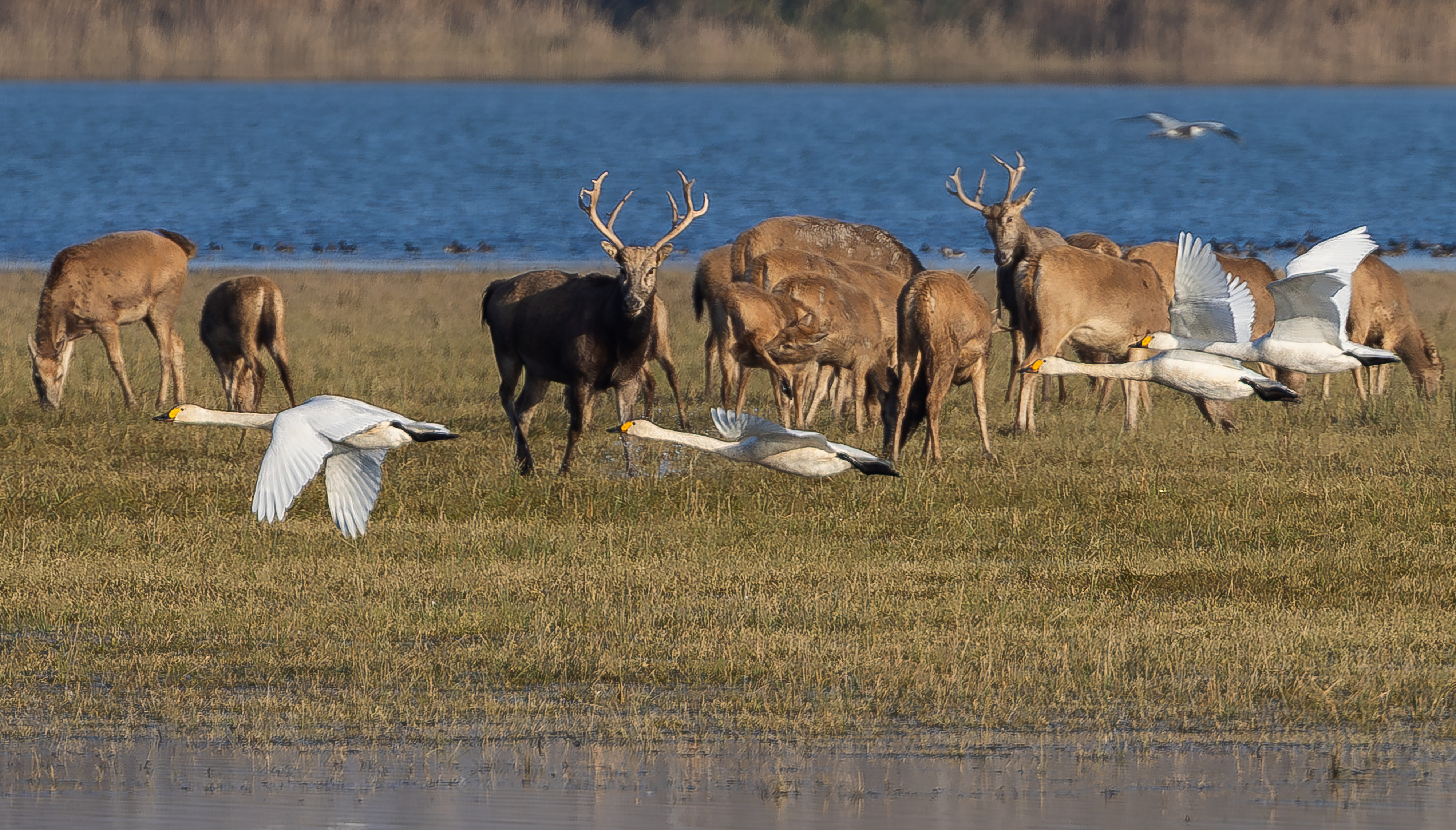 A herd of Milu grazing in a field, SSNNR, China, November 26, 2025. /VCG