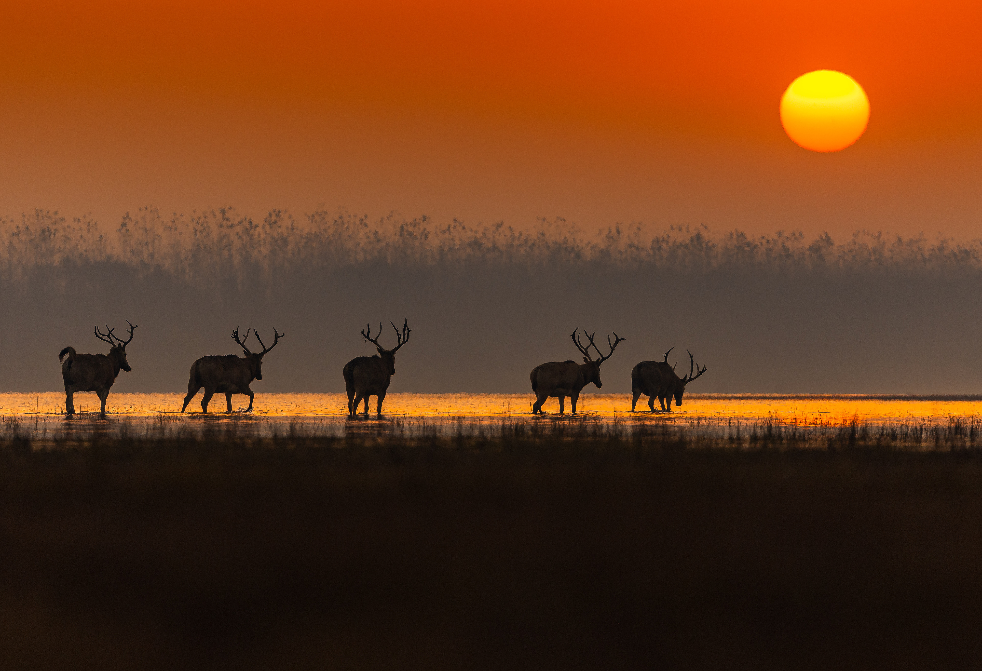 The Milu walk by as the sun sets in the horizon, SSNNR, China, November 27, 2025. /VCG