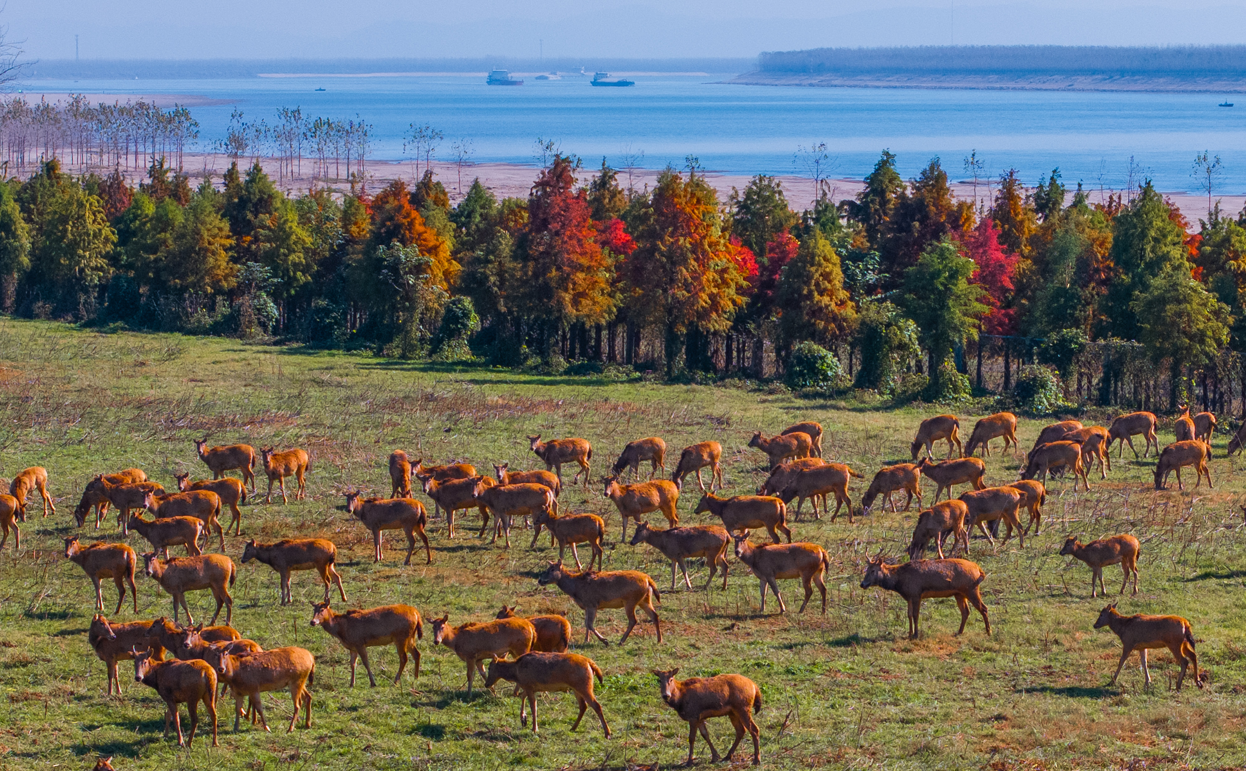 Several Milu walk on the grass, SSNNR, China, November 26, 2025. /VCG