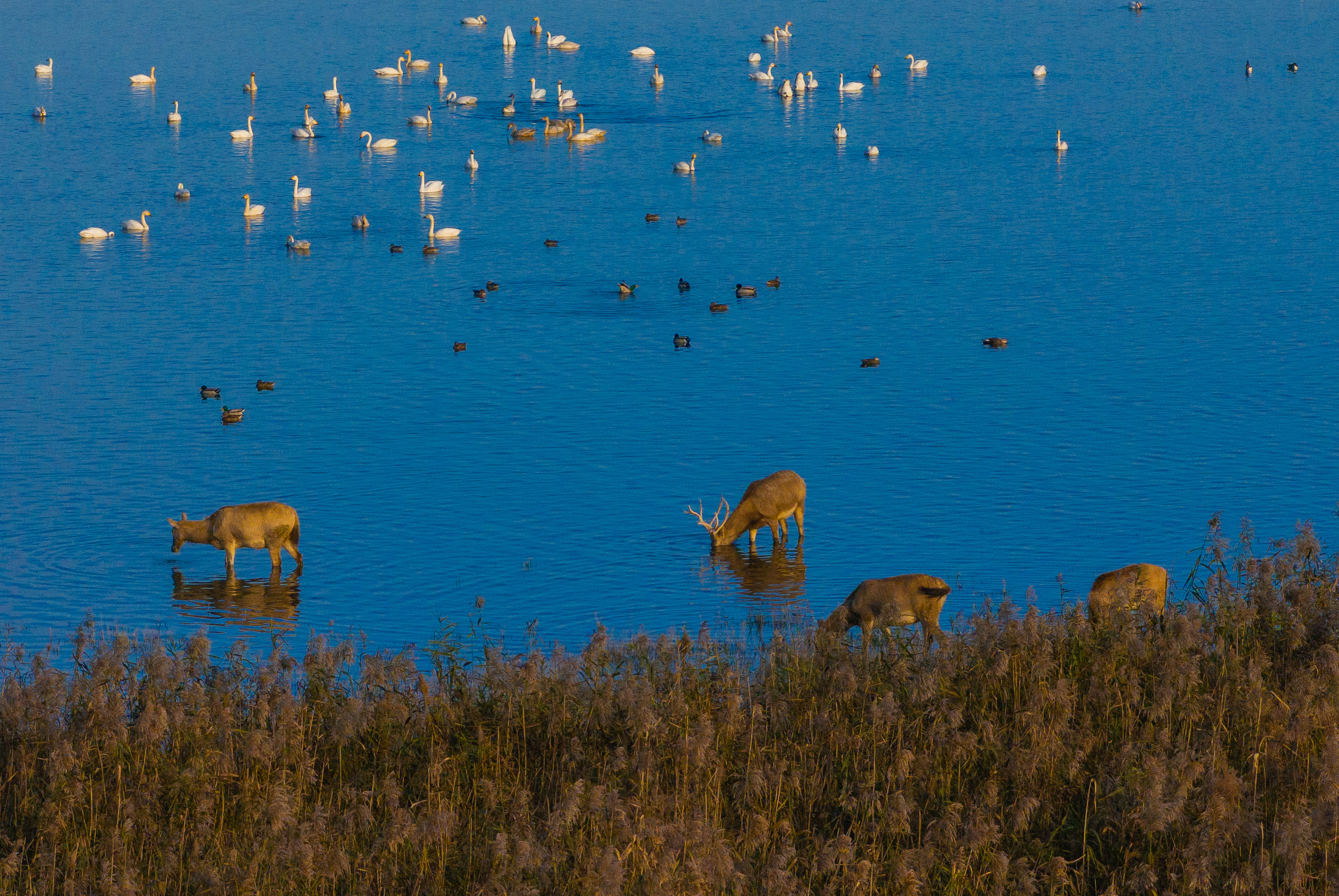 The Milu drink water by the river, SSNNR, China, November 26, 2025. /VCG