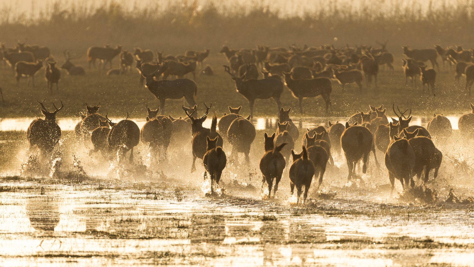 IUCN adopts name 'Milu' for the animal known as 'Pere David's Deer'