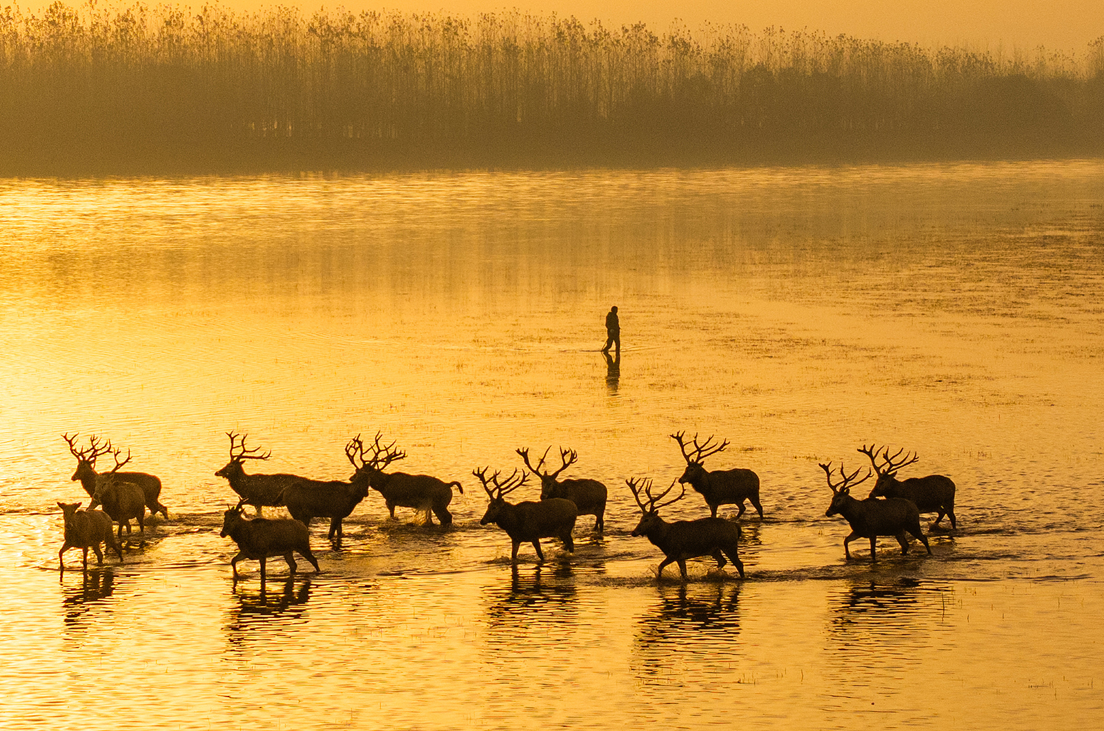 Milu deer are seen at Shishou Milu Deer National Nature Reserve in Hubei Province on November 27, 2025. /VCG