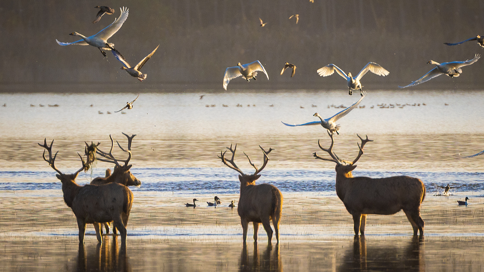 Milu deer thrive in China through four decades of conservation