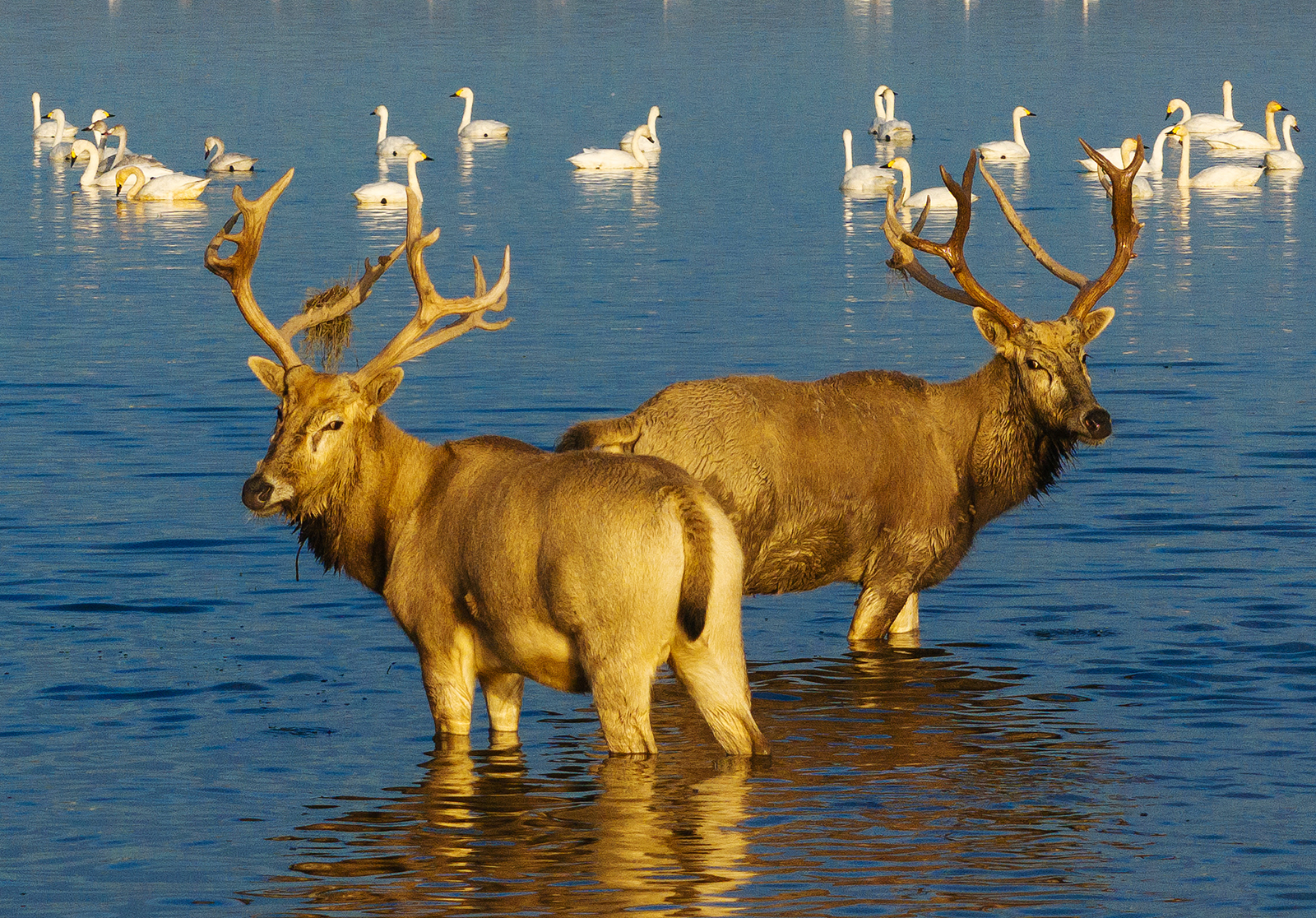 Milu deer are seen at Shishou Milu Deer National Nature Reserve in Hubei Province on November 26, 2025. /VCG
