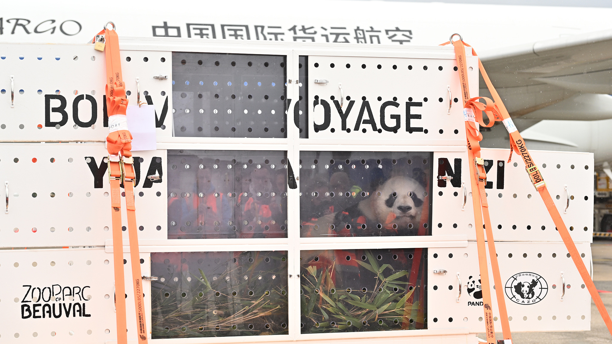 A photo of the female panda Huan Huan and the male panda Yuan Zi are being sent back to China on a cargo plane from Roissy Charles de Gaulle Airport near Paris, France on November 25, 2025. /VCG