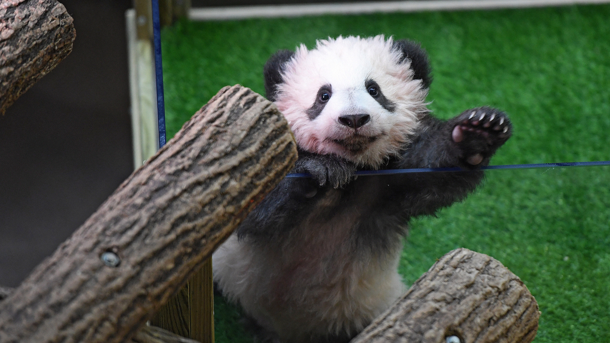 A photo of Huan Huan and Yuan Zi's baby was named Yuan Meng, which means 