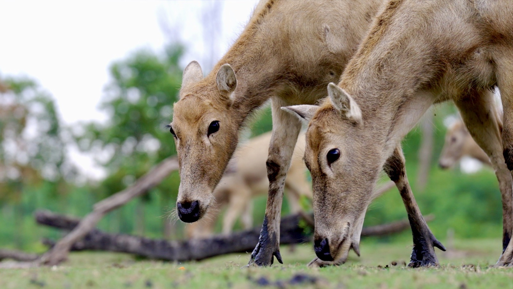 China's milu deer make triumphant comeback 40 years after extinction