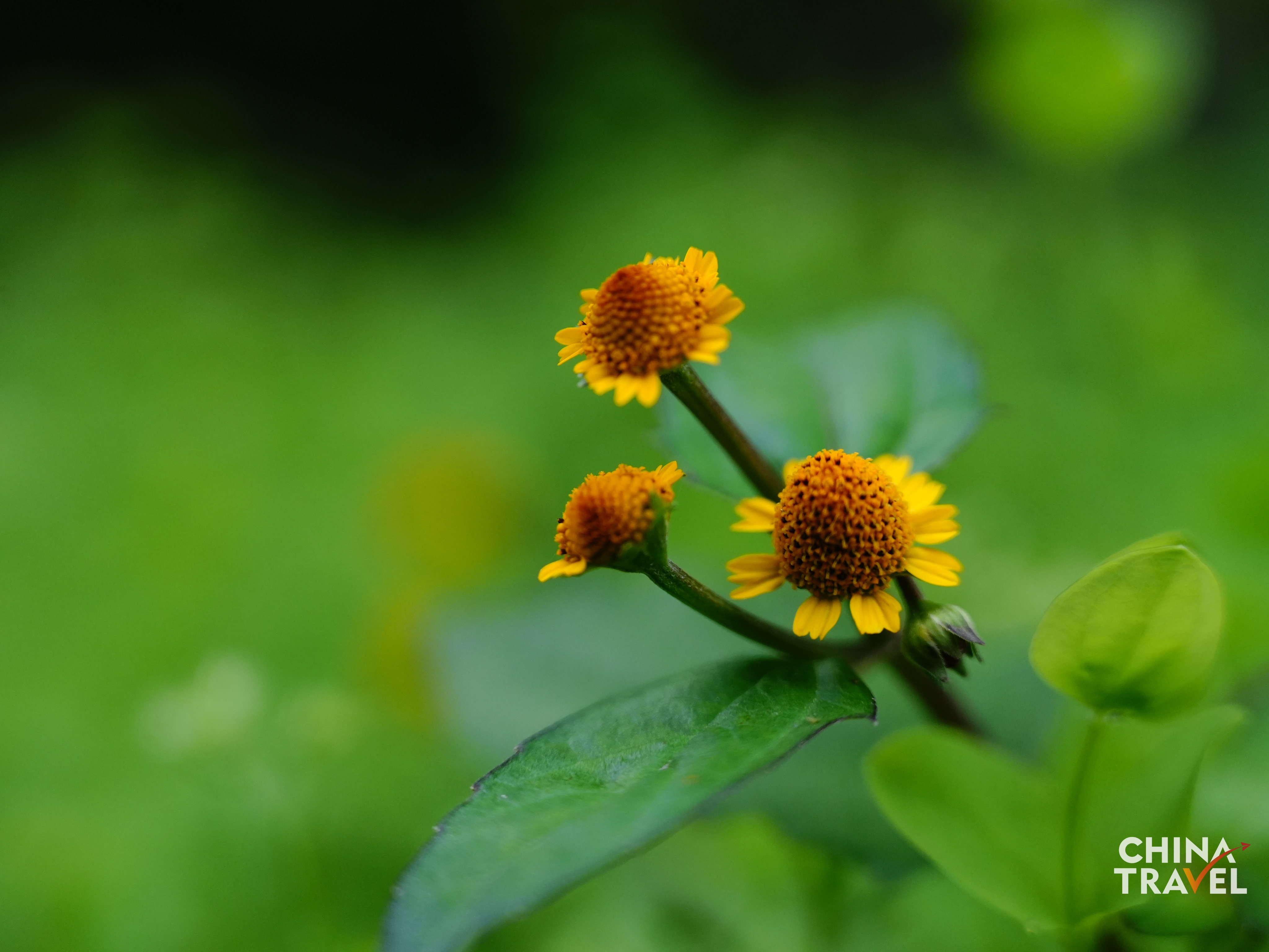 Rainforest in Wuzhishan, Hainan /CGTN