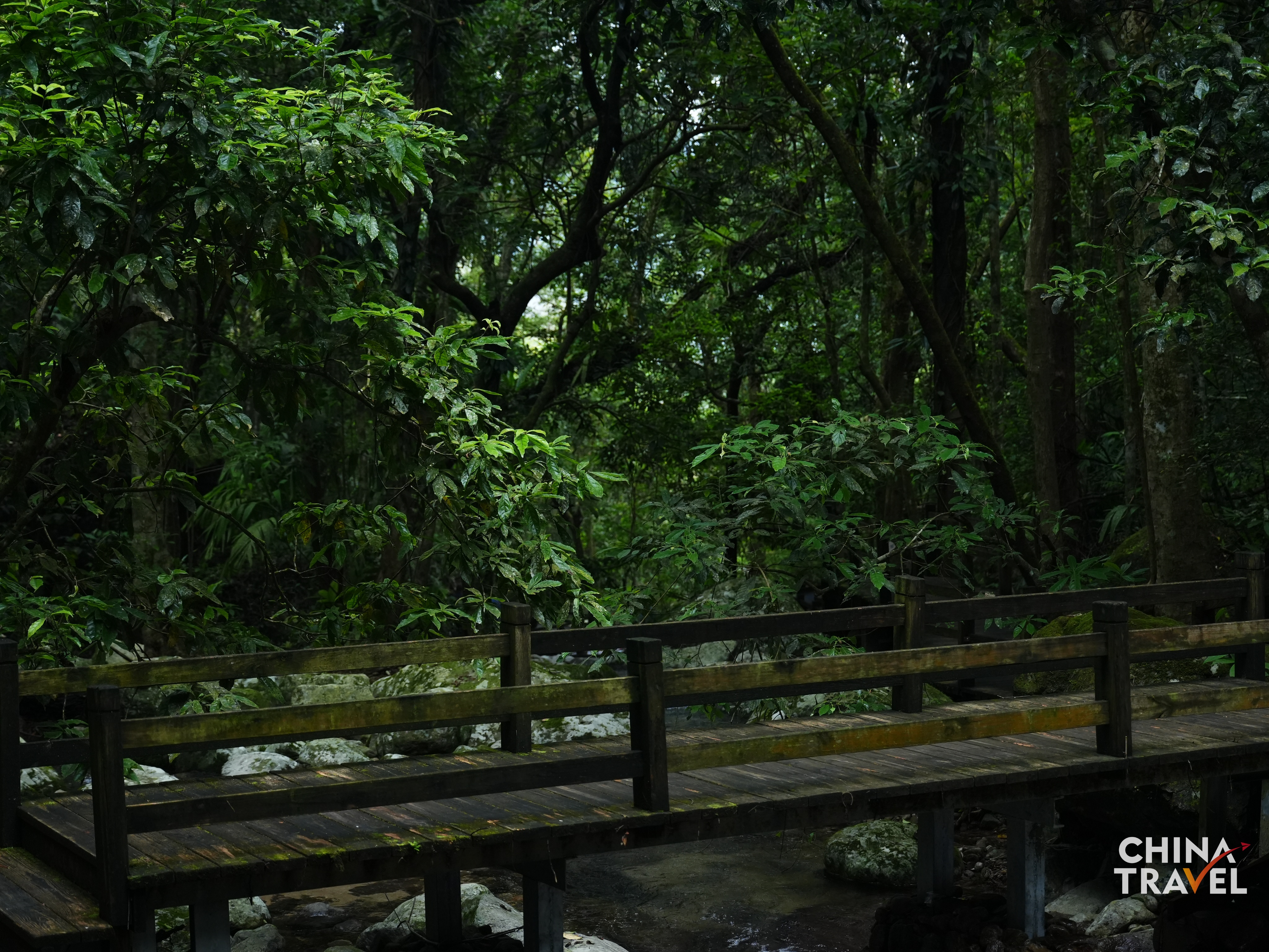 Rainforest in Wuzhishan, Hainan /CGTN