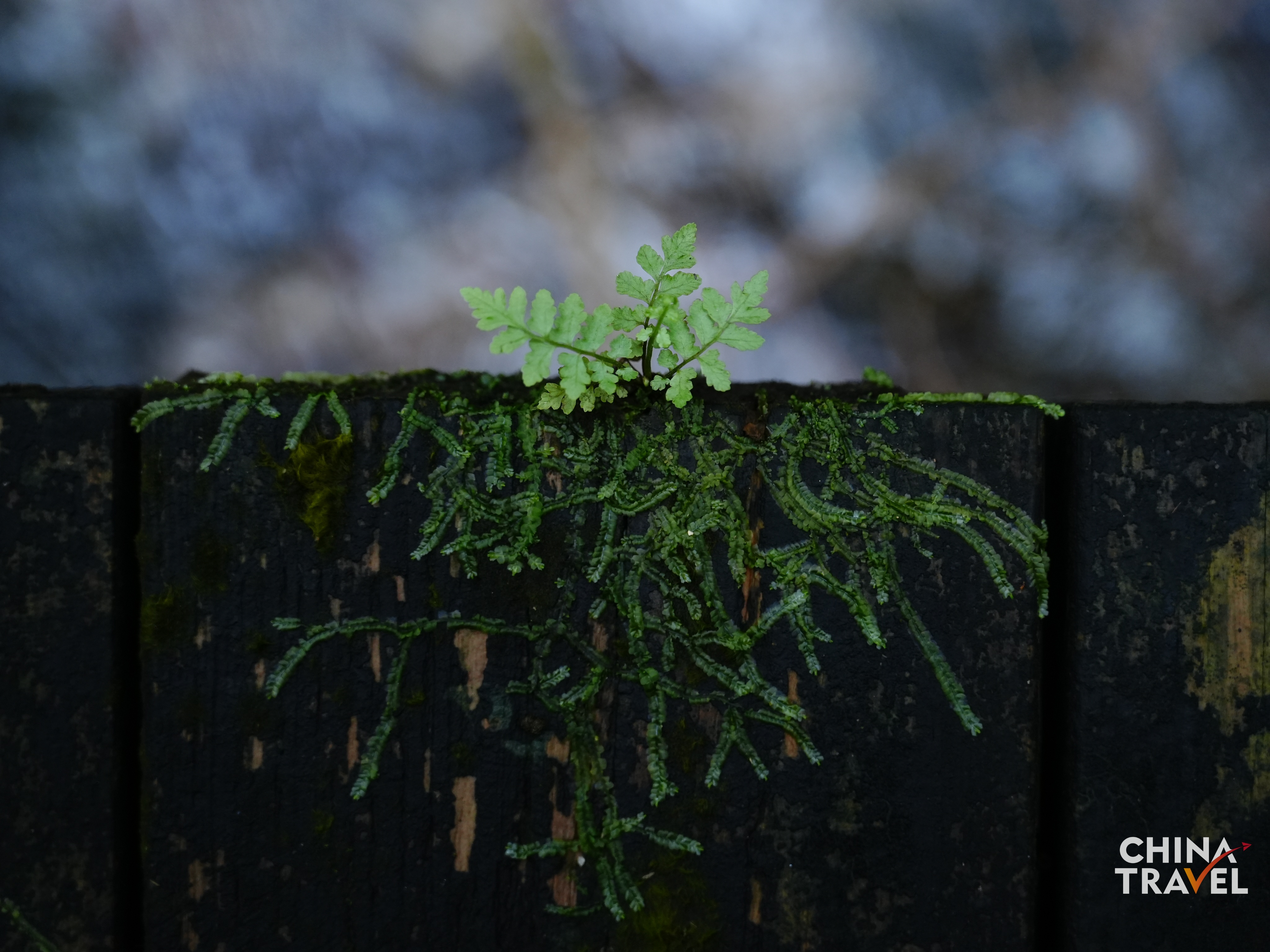 Rainforest in Wuzhishan, Hainan /CGTN
