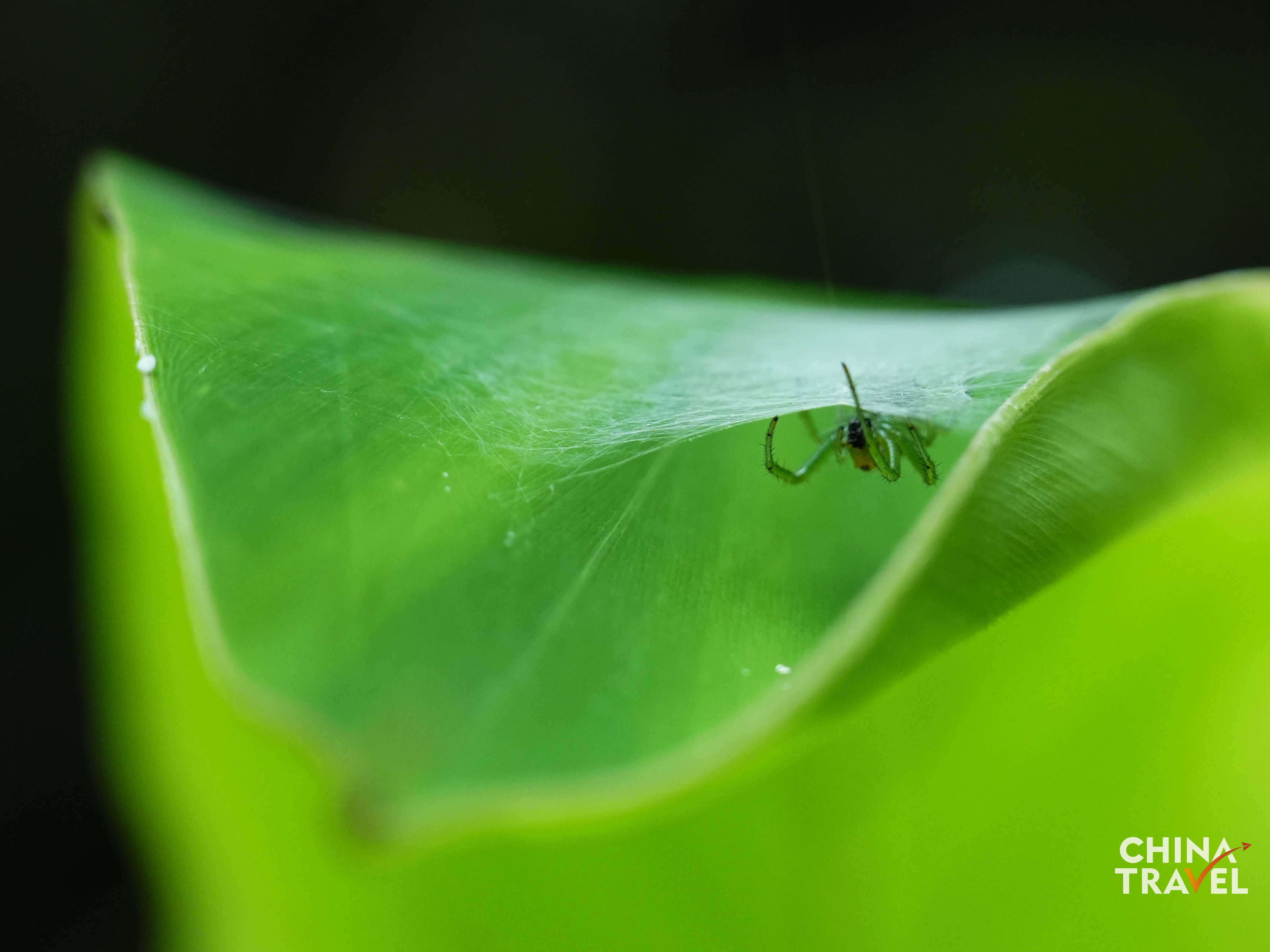 Rainforest in Wuzhishan, Hainan /CGTN