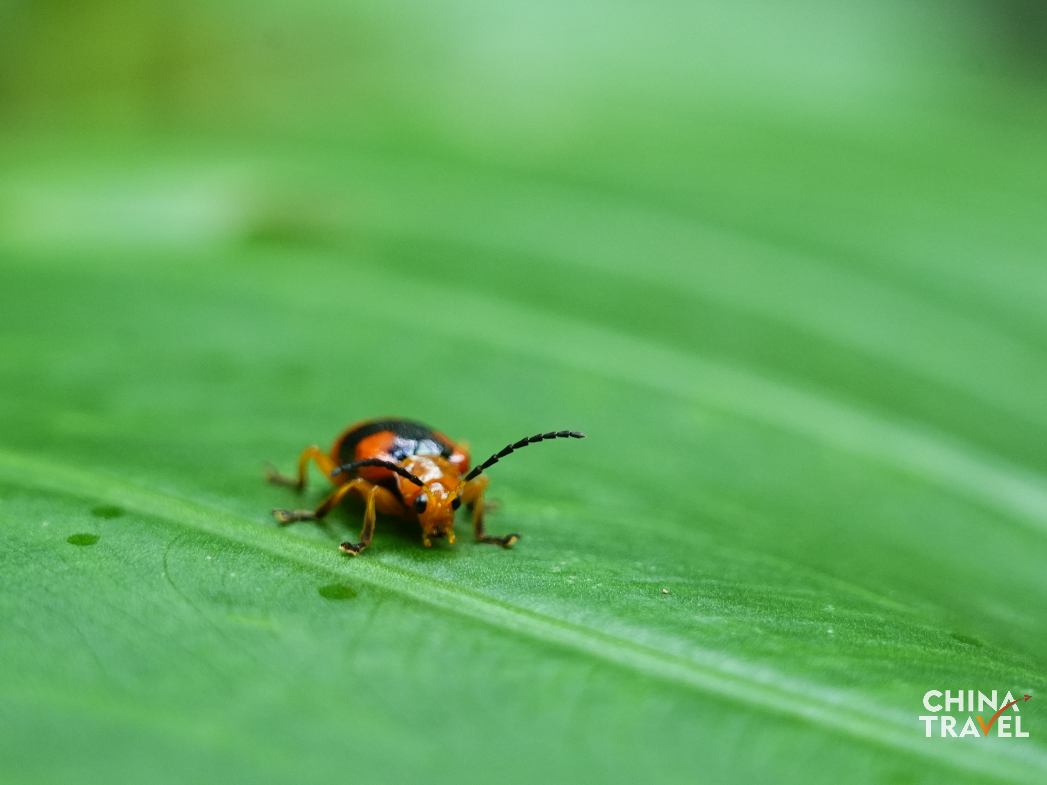 Rainforest in Wuzhishan, Hainan /CGTN