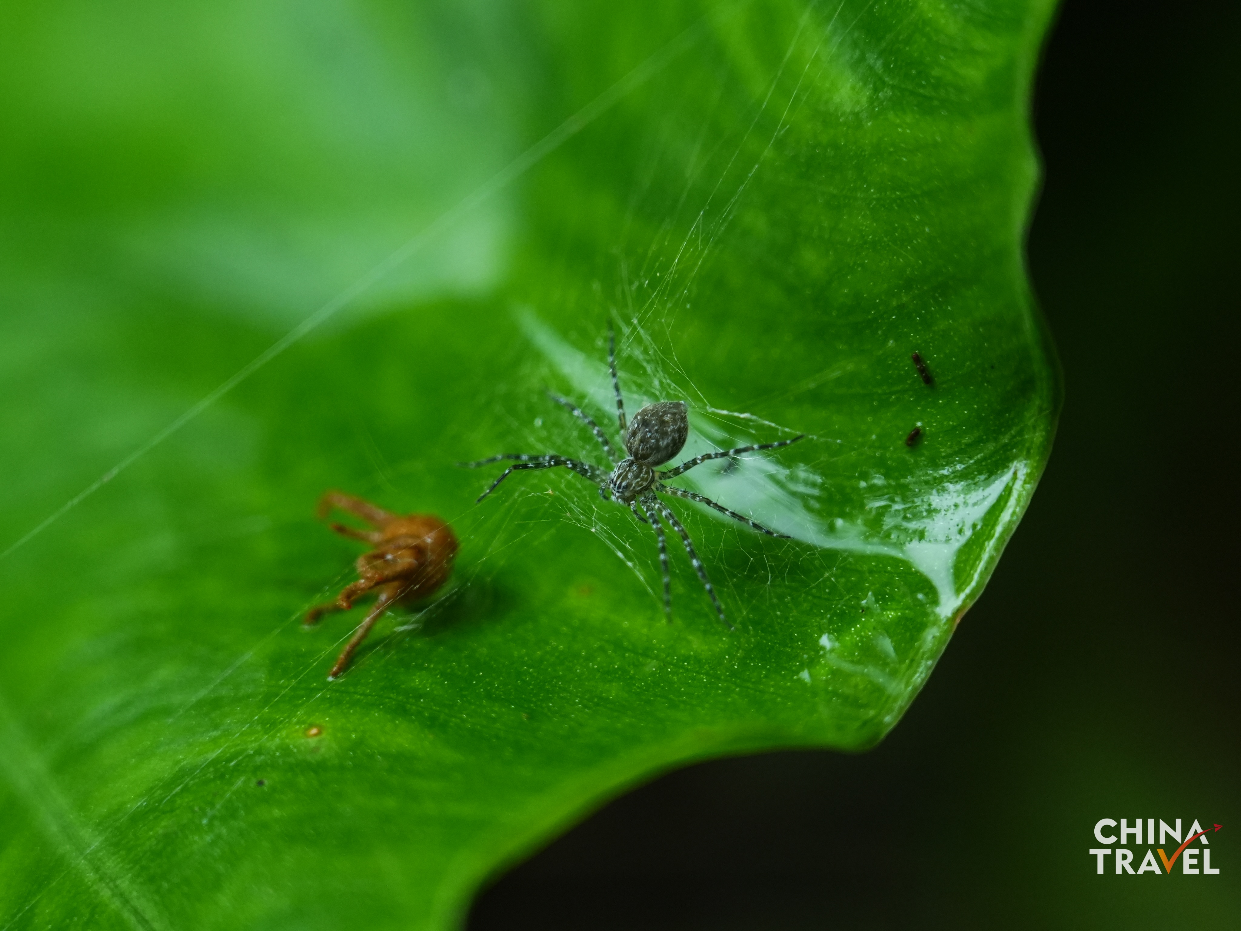 Rainforest in Wuzhishan, Hainan /CGTN