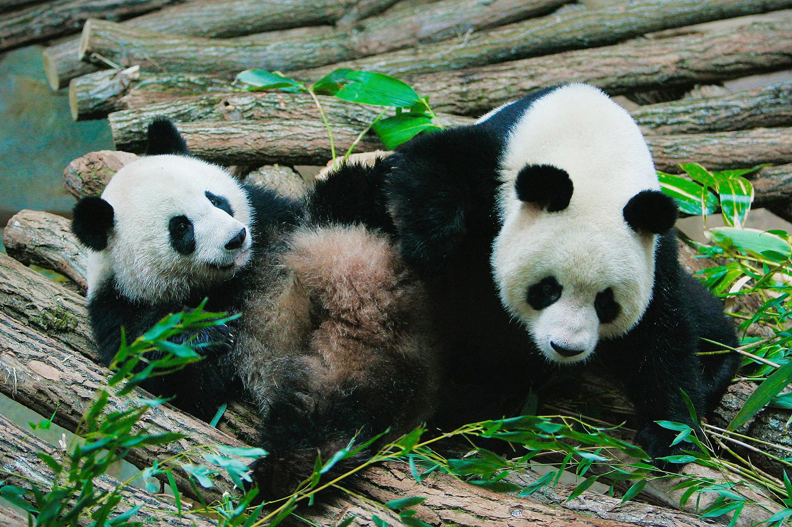 Giant pandas Huanhuan and Yuanzai are seen at the Beauval Zoo in France on January 25, 2012. /VCG