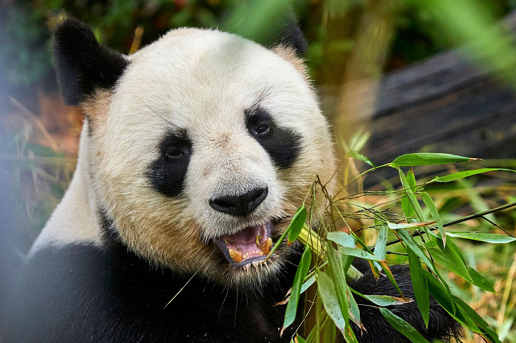 Giant panda Yuan Zi is seen before his last public snack in his internal enclosure at the Beauval Zoo in Saint-Aignan-sur-Cher, central France, November 23, 2025. /VCG
