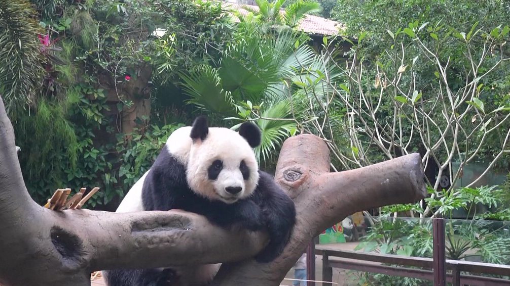 Live: Endearing moments of giant pandas in S China's Hainan Province – Ep. 2