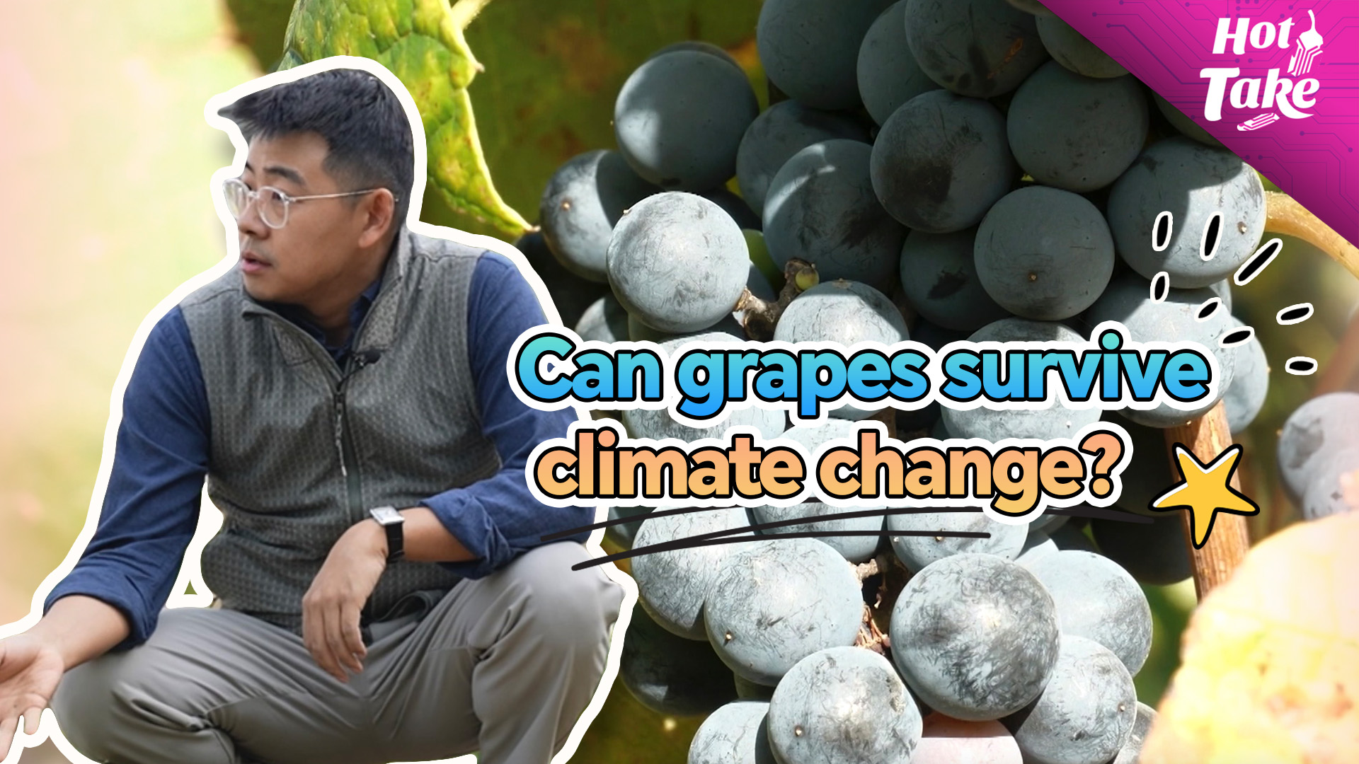 Can grapes survive climate change? Sino-French plan for vineyards