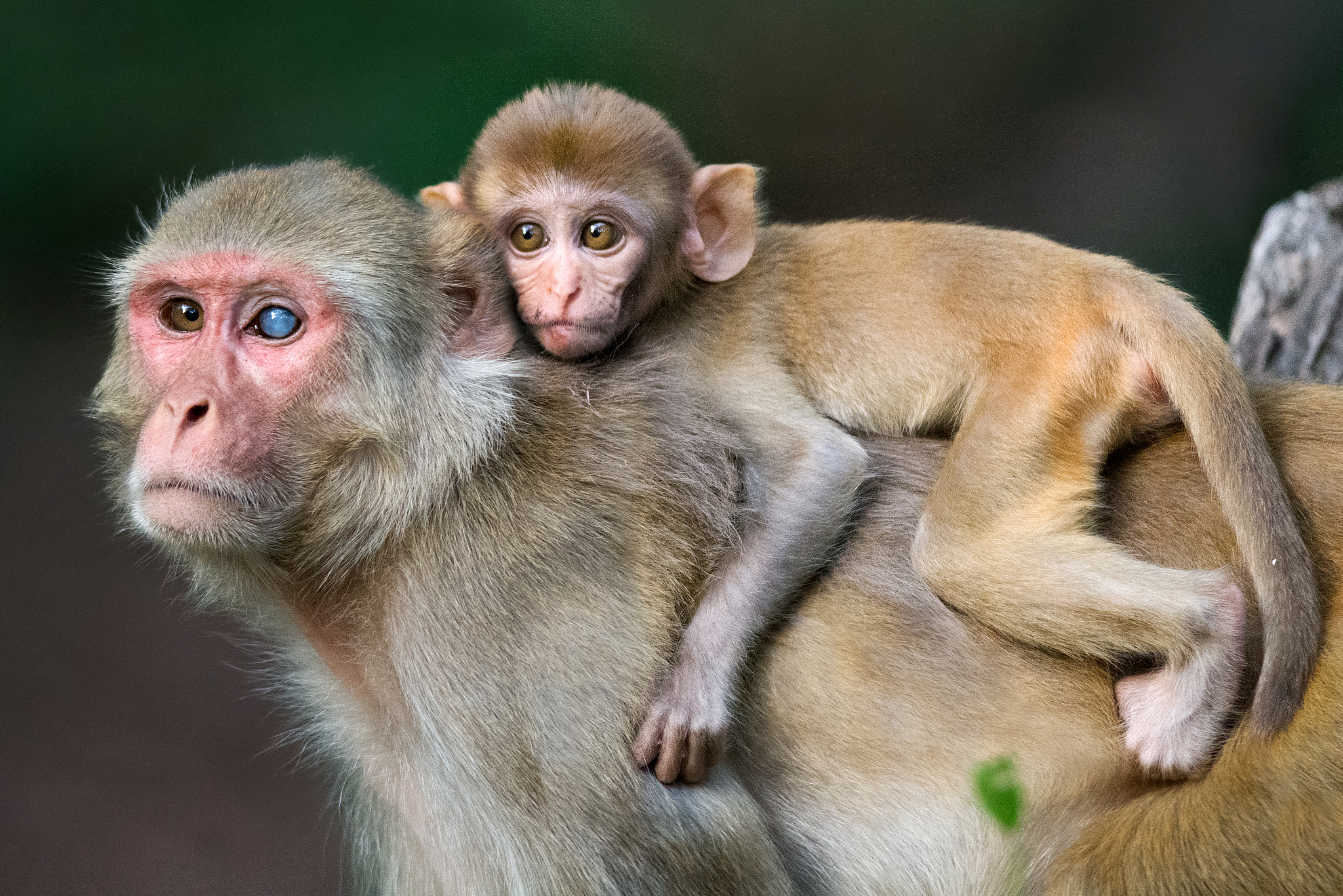 A rhesus macaque and its infant. /VCG
