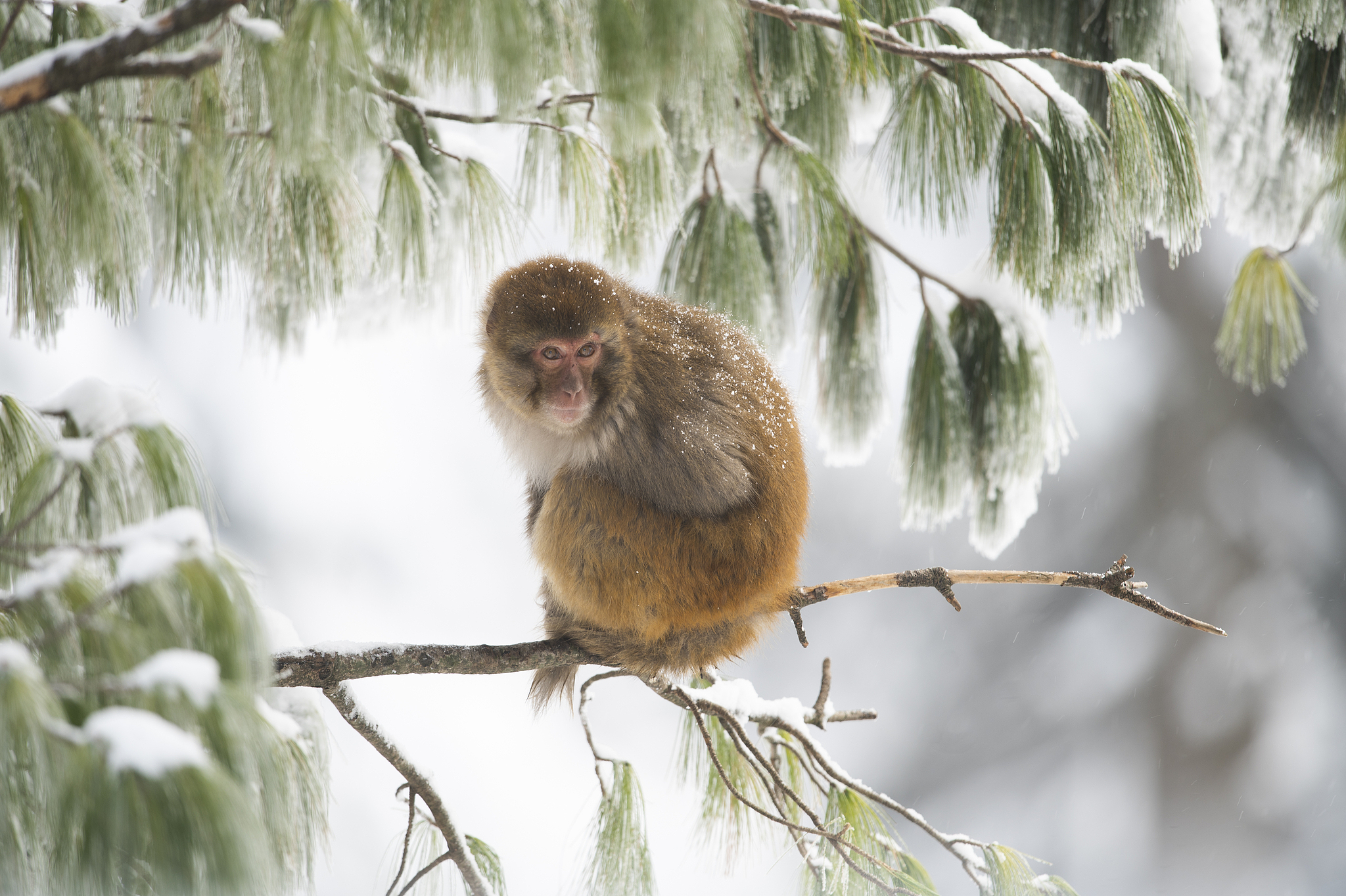 A macaque in the snow. /VCG