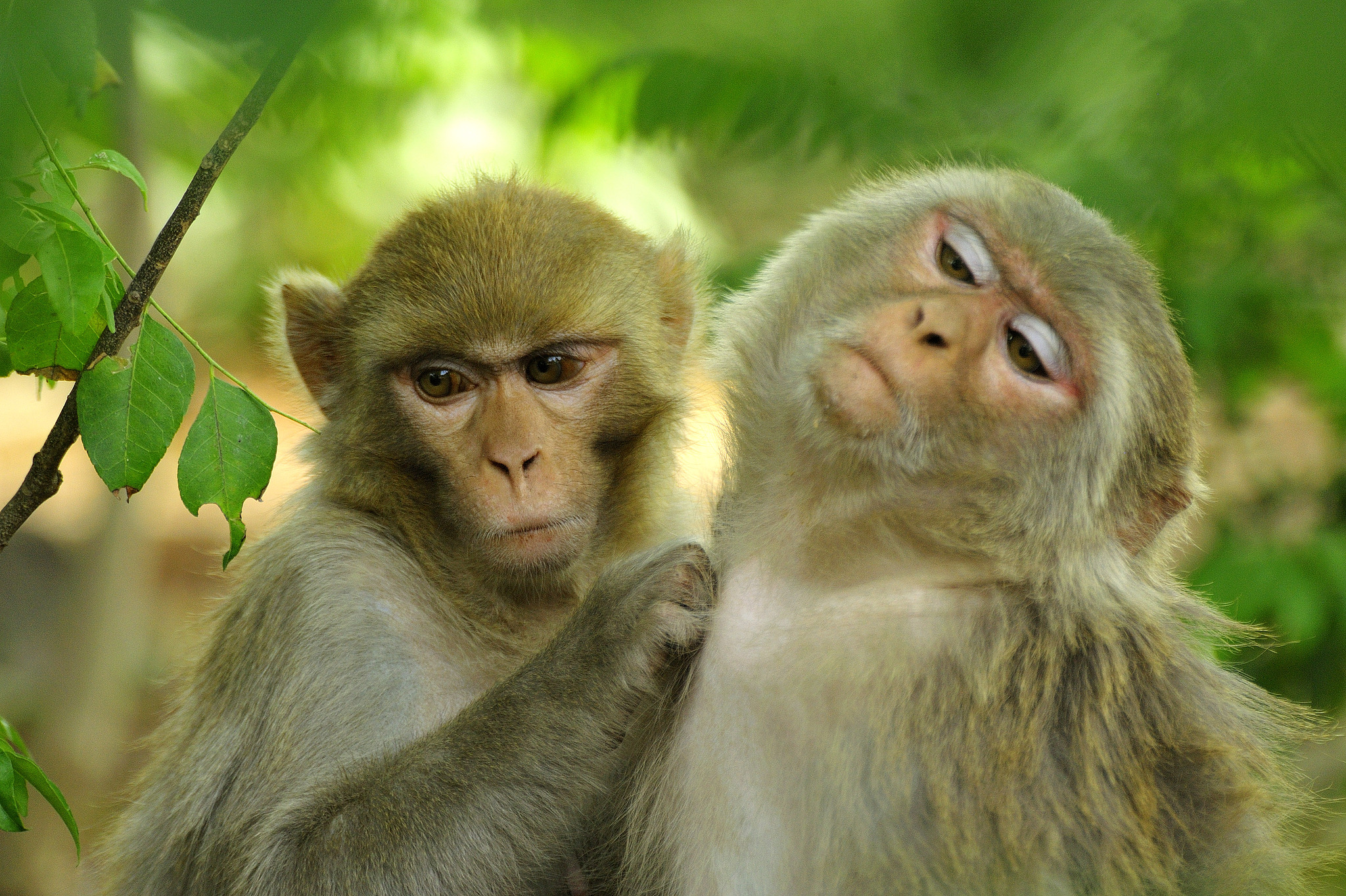 Two macaques groom each other. /VCG