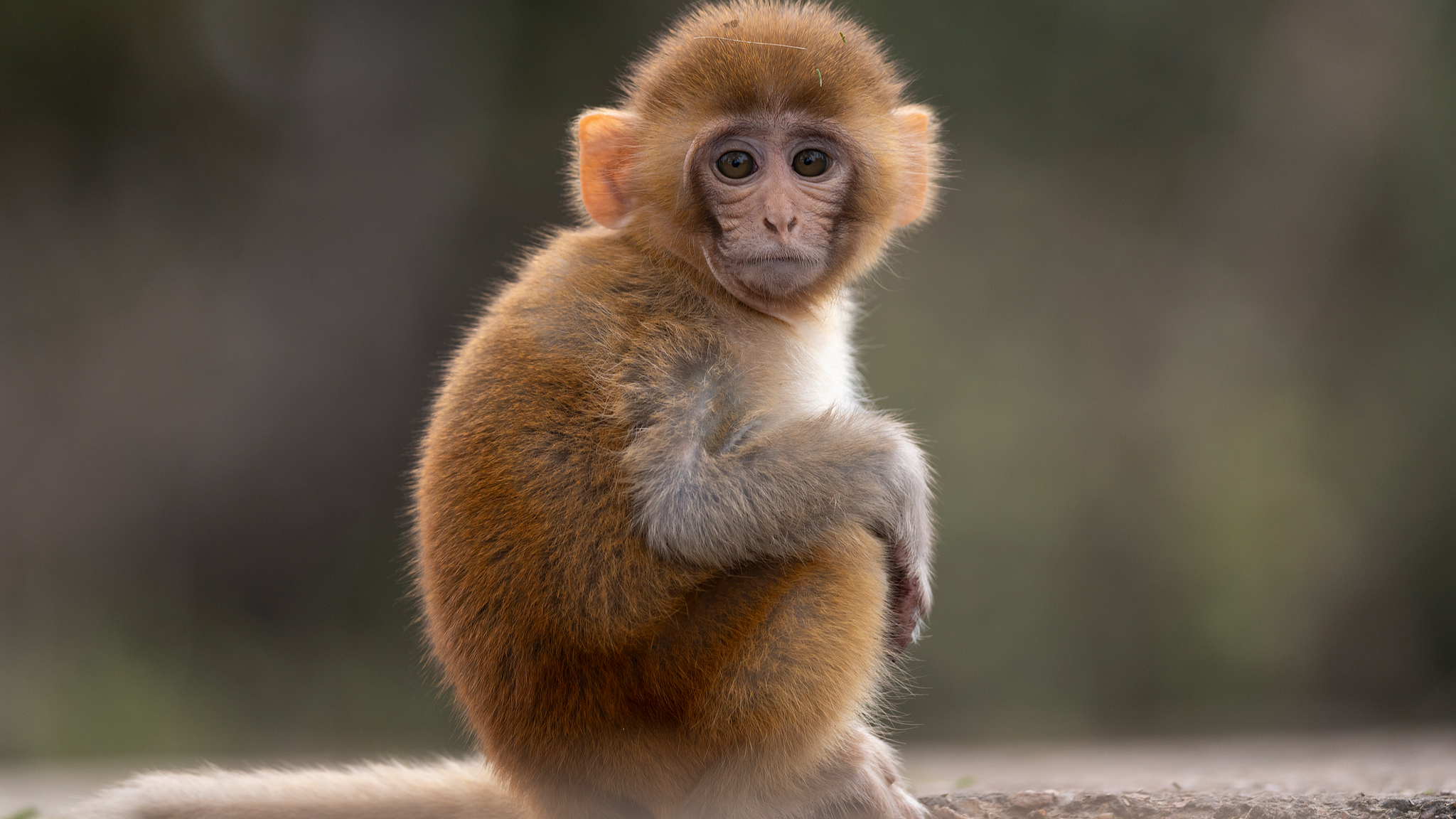 Chinese zoologists reveal molecular landscape of aging monkeys