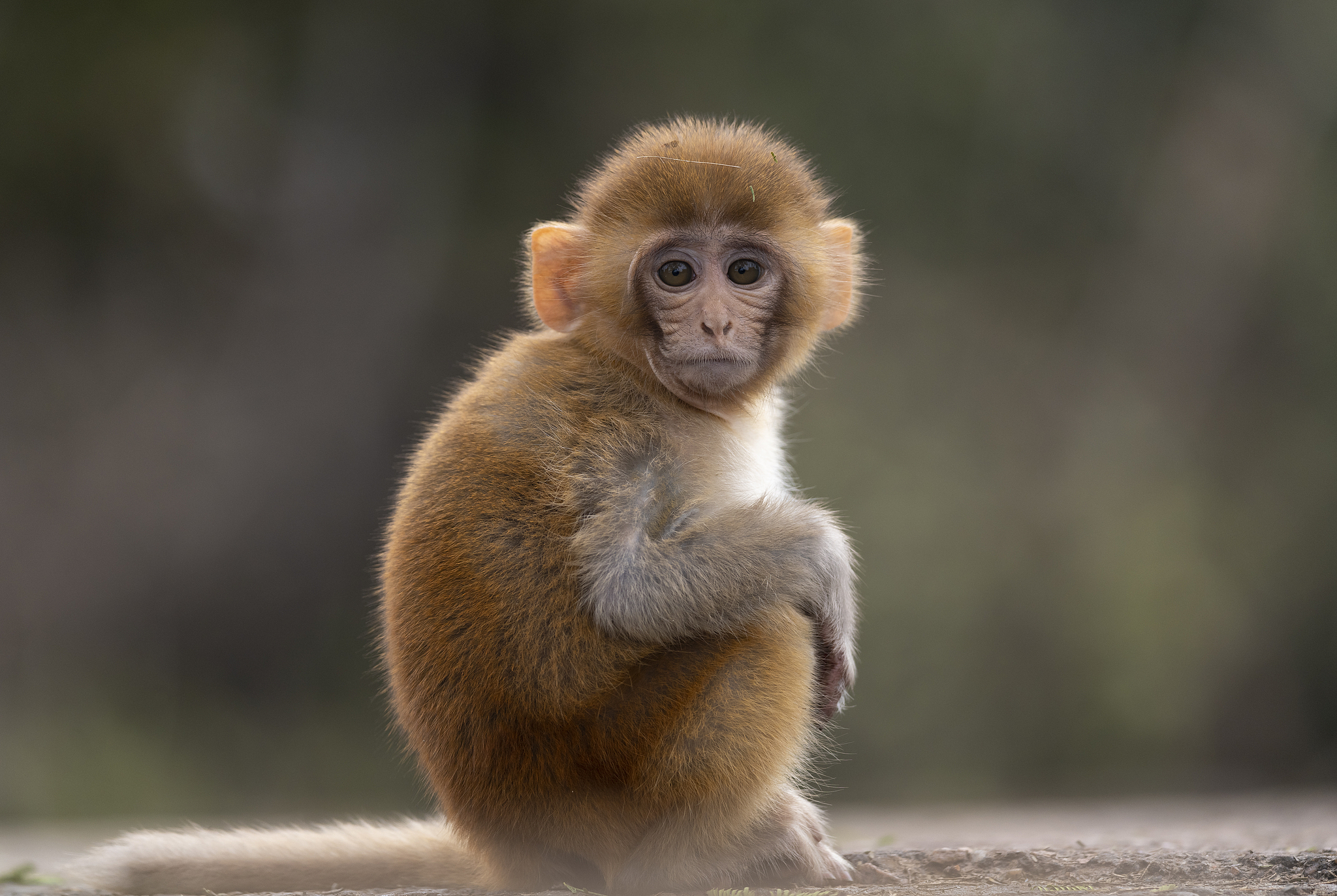 A rhesus macaque. /VCG