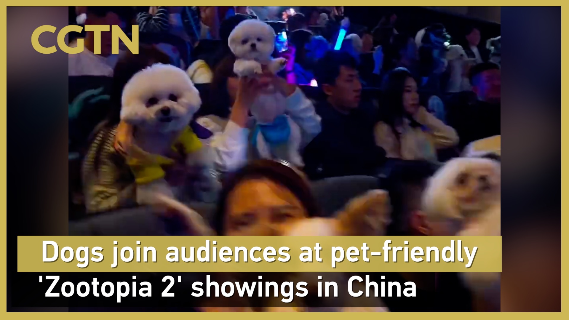 Dogs join audiences at pet-friendly 'Zootopia 2' showings in China