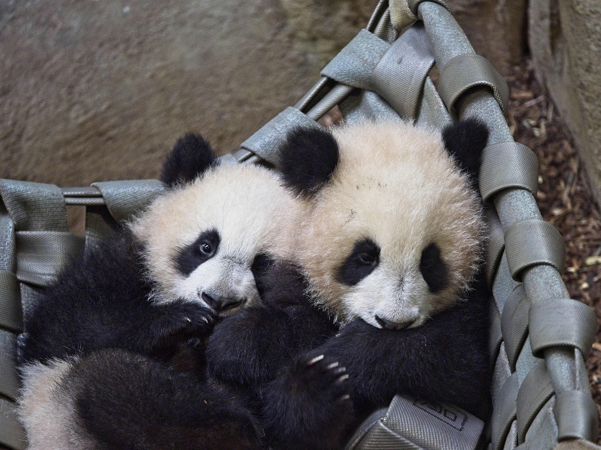 Yuan Dudu (left) and Huan Lili (right), twin panda cubs of Huan Huan and Yuan Zi, are pictured in their enclosure at the Beauval Zoo in Saint-Aignan, France on March 14, 2022. /VCG