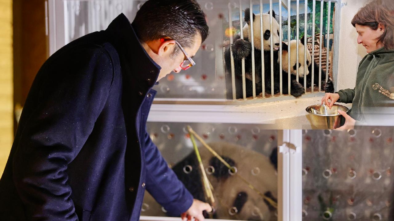 New pair of giant pandas expected to arrive in France in 2027