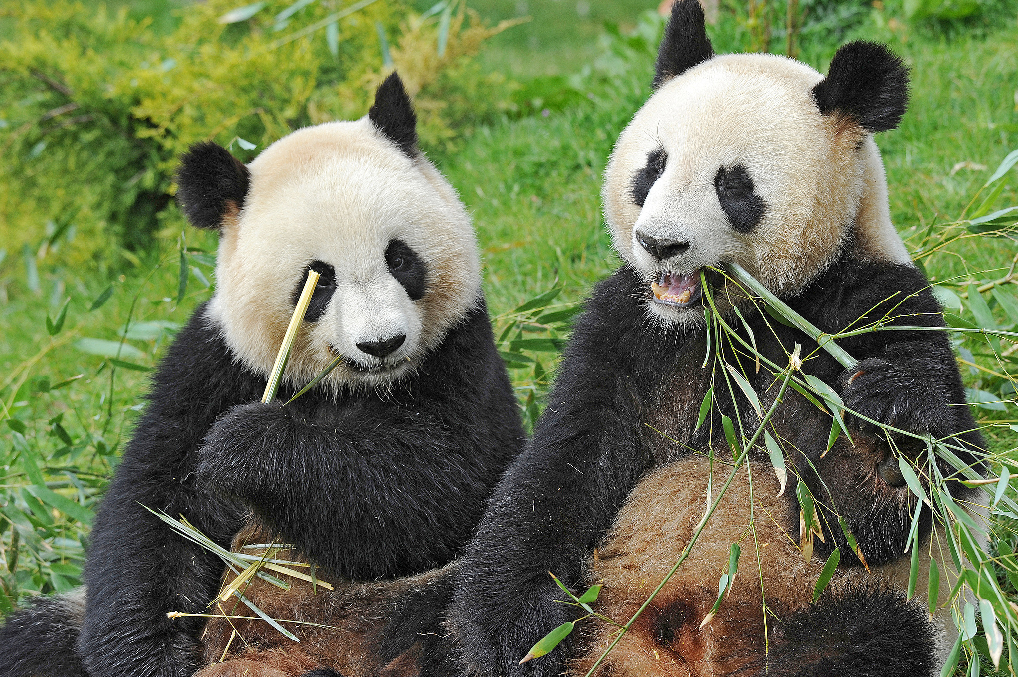 A file photo taken on April 11, 2012 shows giant panda Huan Huan and her partner Yuan Zi enjoying their meal at the Beauval Zoo in Saint-Aignan, France. /VCG