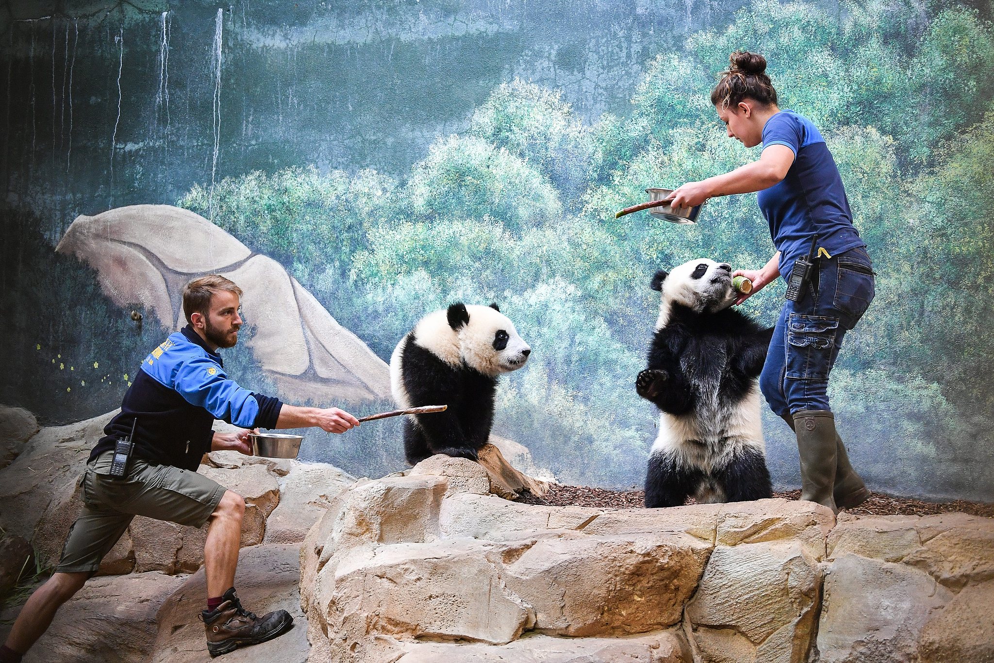Twin panda cubs Yuan Dudu and Huan Lili interact with zookeepers at the Beauval Zoo in Saint-Aignan, France on July 18, 2022. /VCG