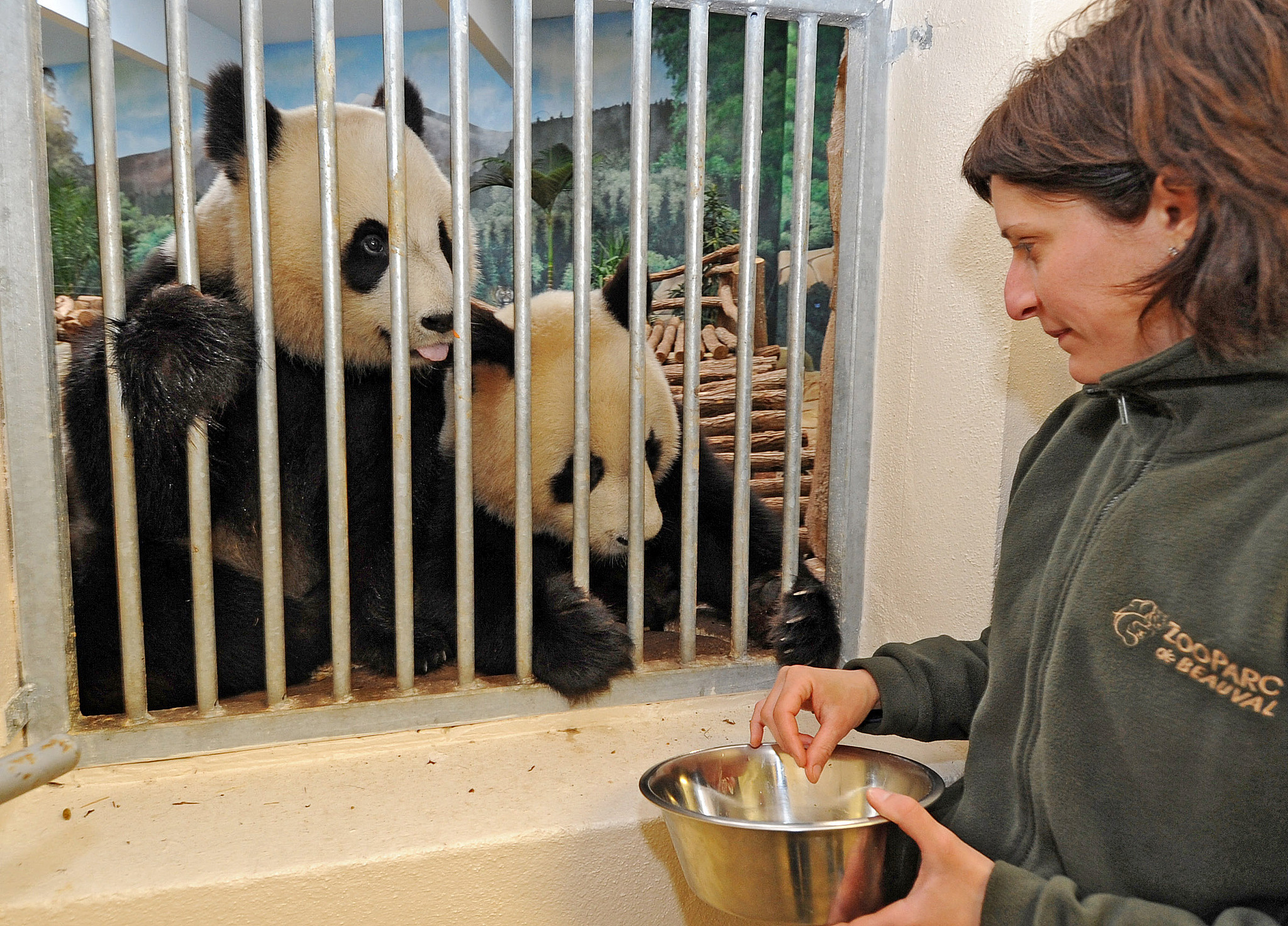 A file photo taken on April 11, 2012 shows a keeper gives giant panda Huan Huan and Yuan Zi their supplements at the Beauval Zoo in Saint-Aignan, France. /VCG