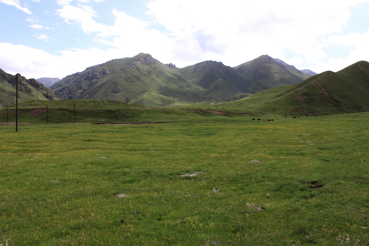 Grassland landscape on the Qinghai-Xizang Plateau. /Dong Shikui