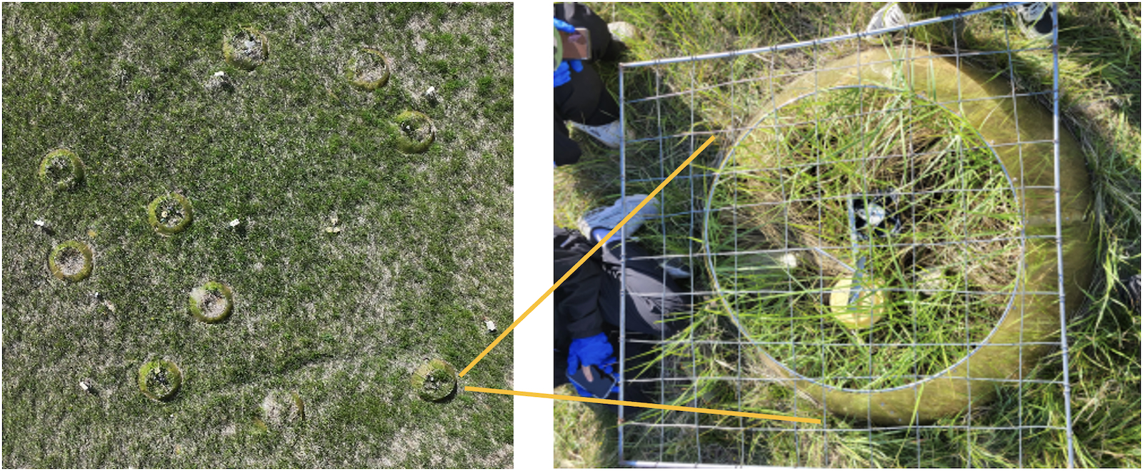 Warming experiments established by Professor Dong in an alpine grassland on the Qinghai-Xizang Plateau. /Beijing Forestry University
