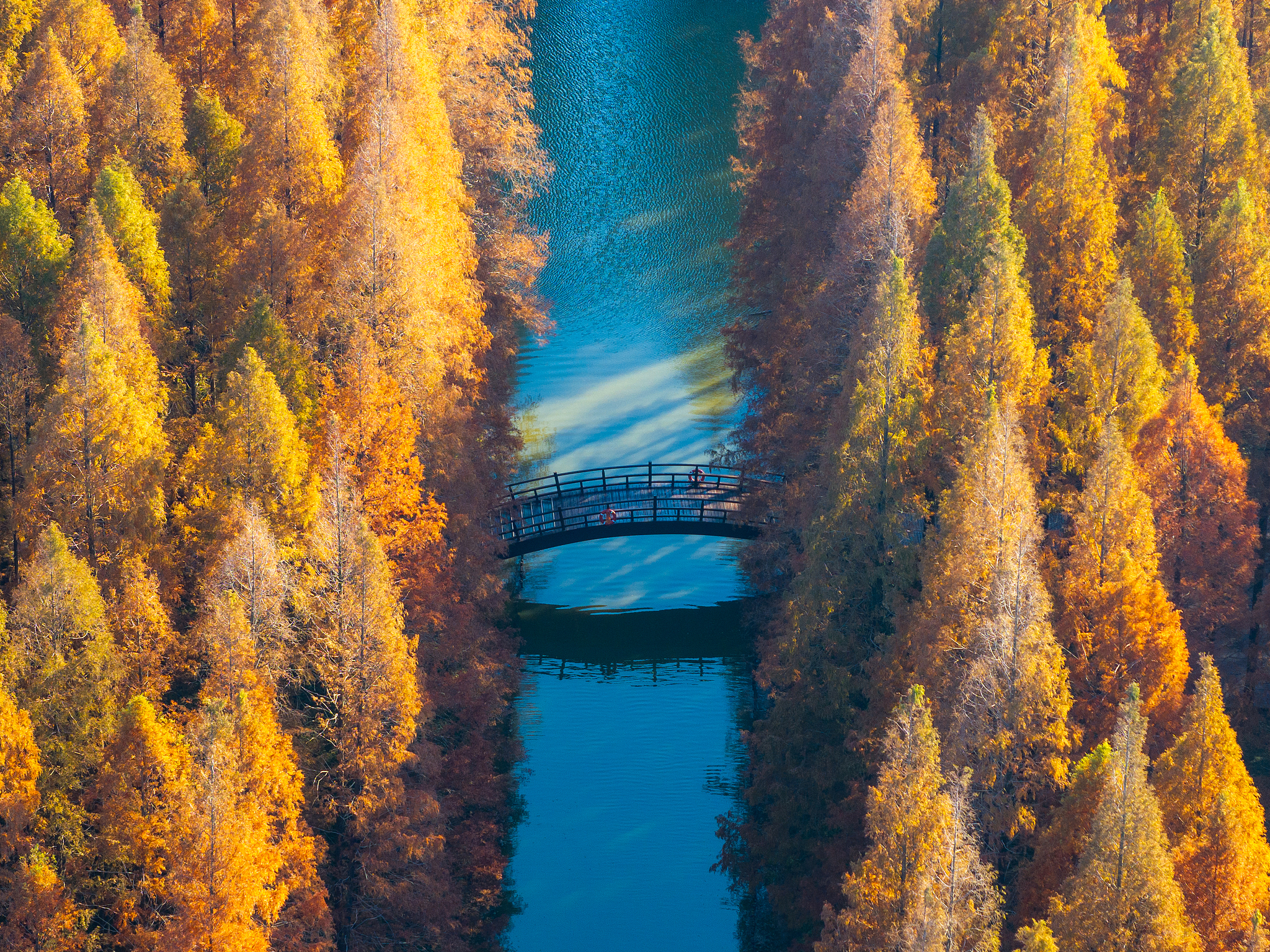 Dawn redwood trees are seen at Huanghai Forest Park in Yancheng, east China's Jiangsu Province on December 5, 2025. /VCG