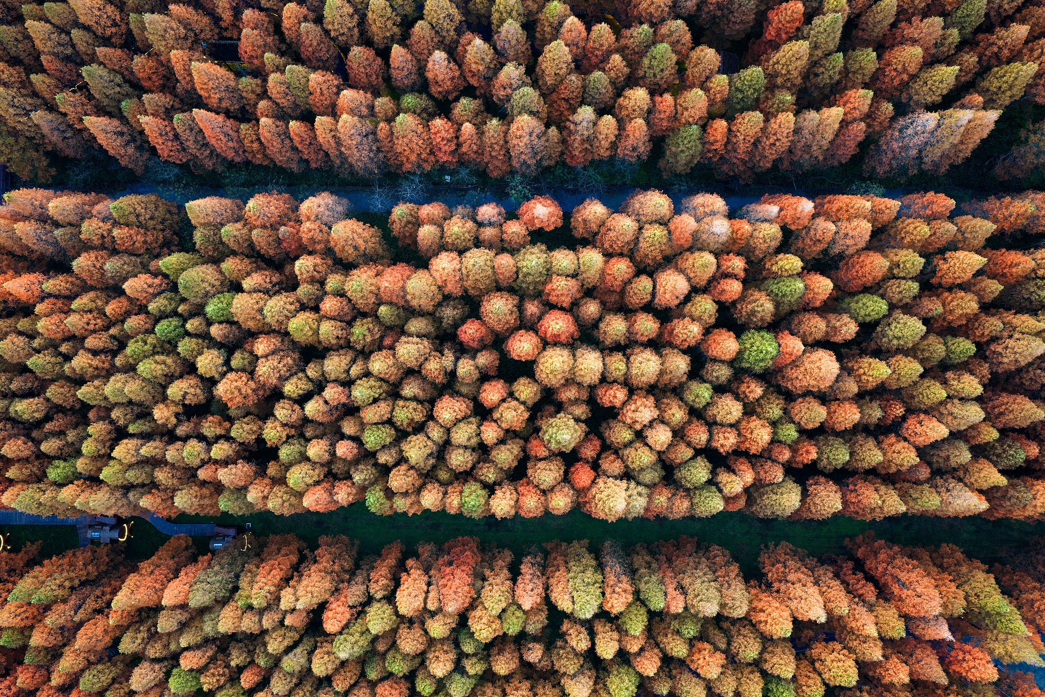 Dawn redwood trees are seen at Huanghai Forest Park in Yancheng, east China's Jiangsu Province on December 5, 2025. /VCG