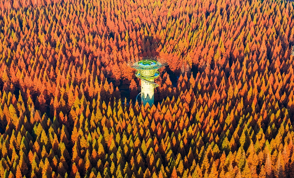 Dawn redwood trees are seen at Huanghai Forest Park in Yancheng, east China's Jiangsu Province on December 5, 2025. /VCG