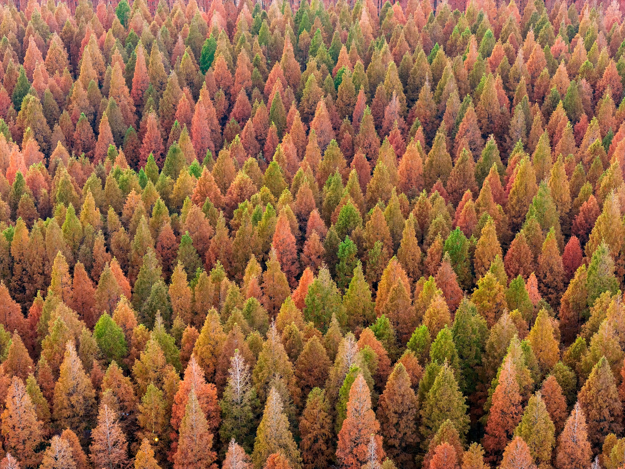 Dawn redwood trees are seen at Huanghai Forest Park in Yancheng, east China's Jiangsu Province on December 5, 2025. /VCG