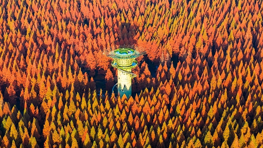 Massive dawn redwood groves draw tourists to Jiangsu