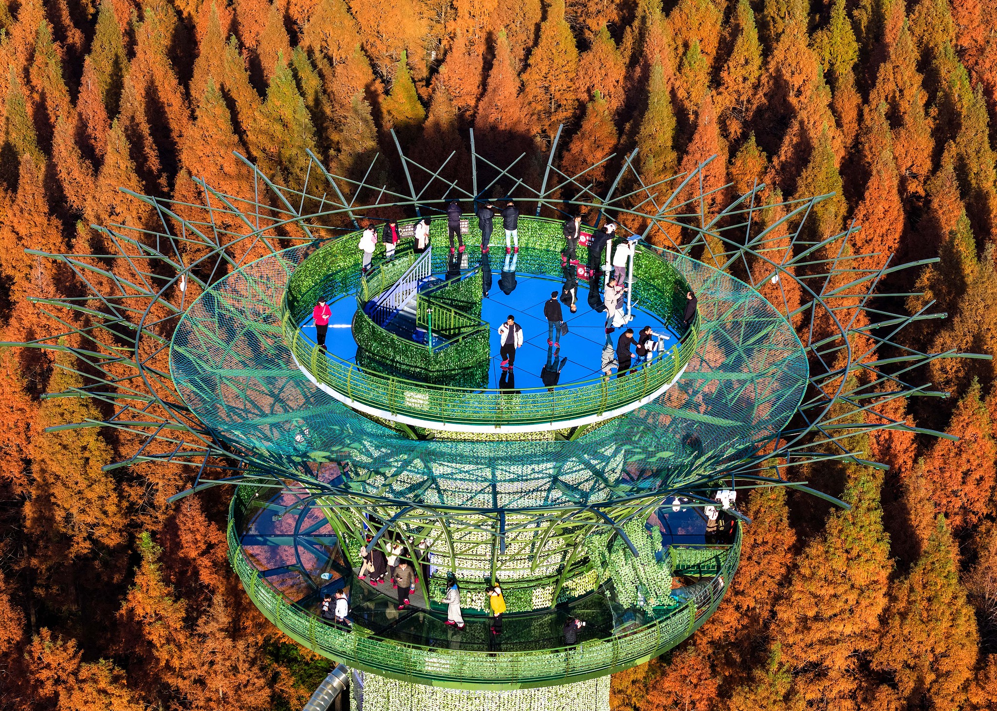 Dawn redwood trees are seen at Huanghai Forest Park in Yancheng, east China's Jiangsu Province on December 5, 2025. /VCG