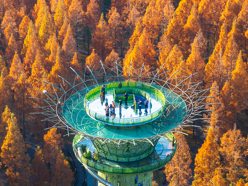 Dawn redwood trees are seen at Huanghai Forest Park in Yancheng, east China's Jiangsu Province on December 5, 2025. /VCG