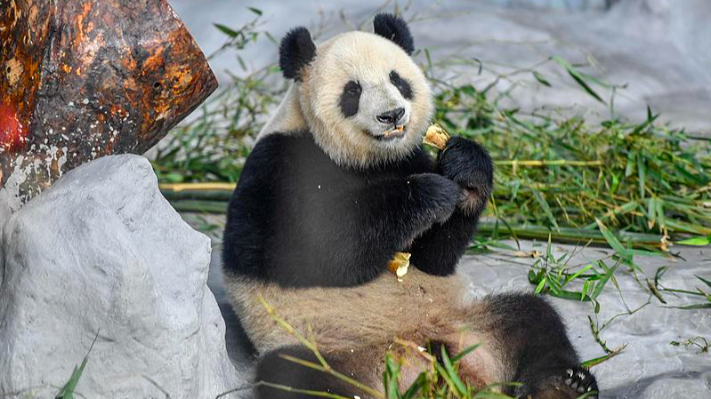 Live: Endearing moments of giant pandas in S China's Hainan Province