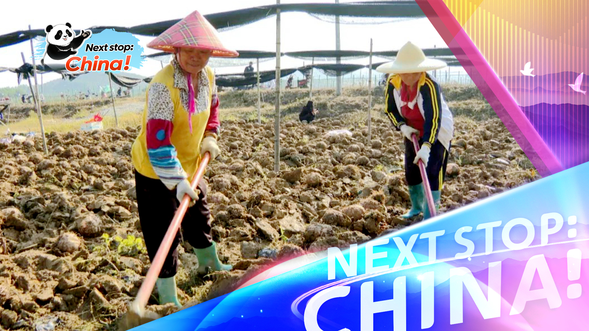 Hainan's konjac fields abuzz with harvest energy